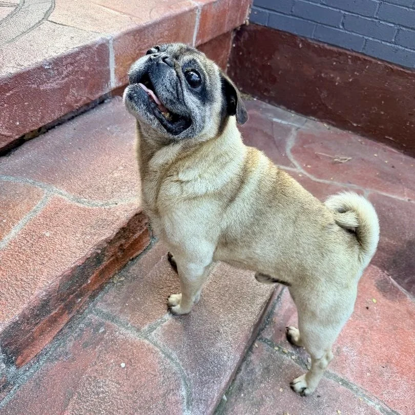 salvador-doggi 3.jpg