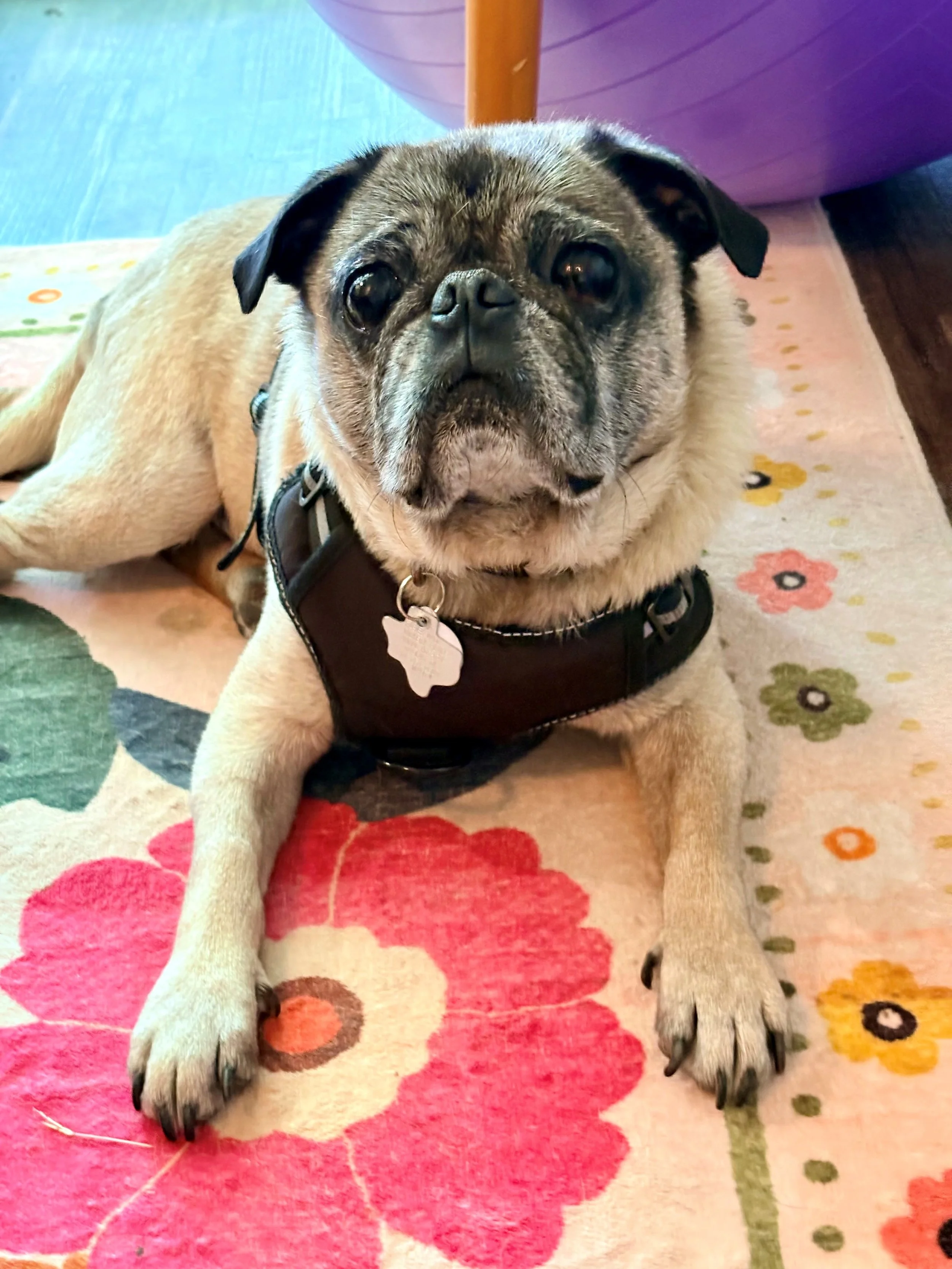 Salvador Doggi