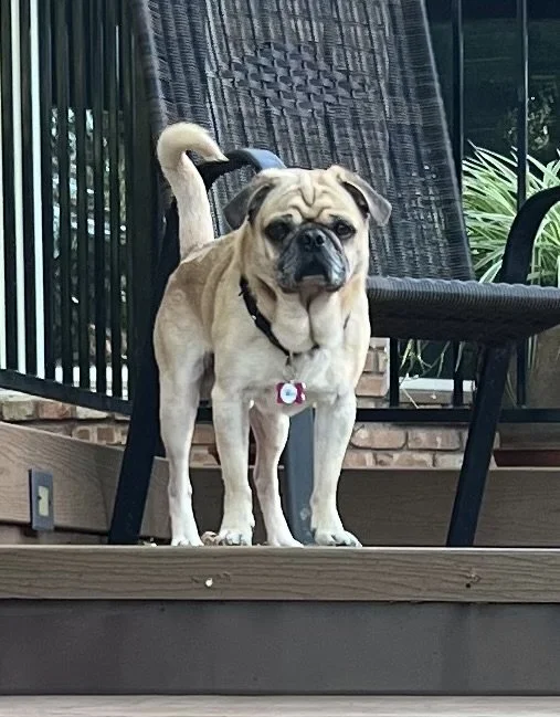 Taco