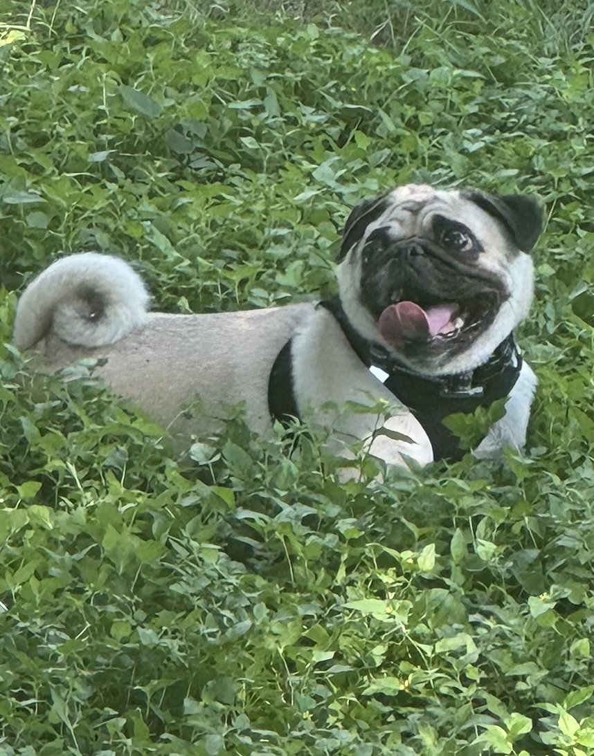 Timmy Boy 1.jpeg