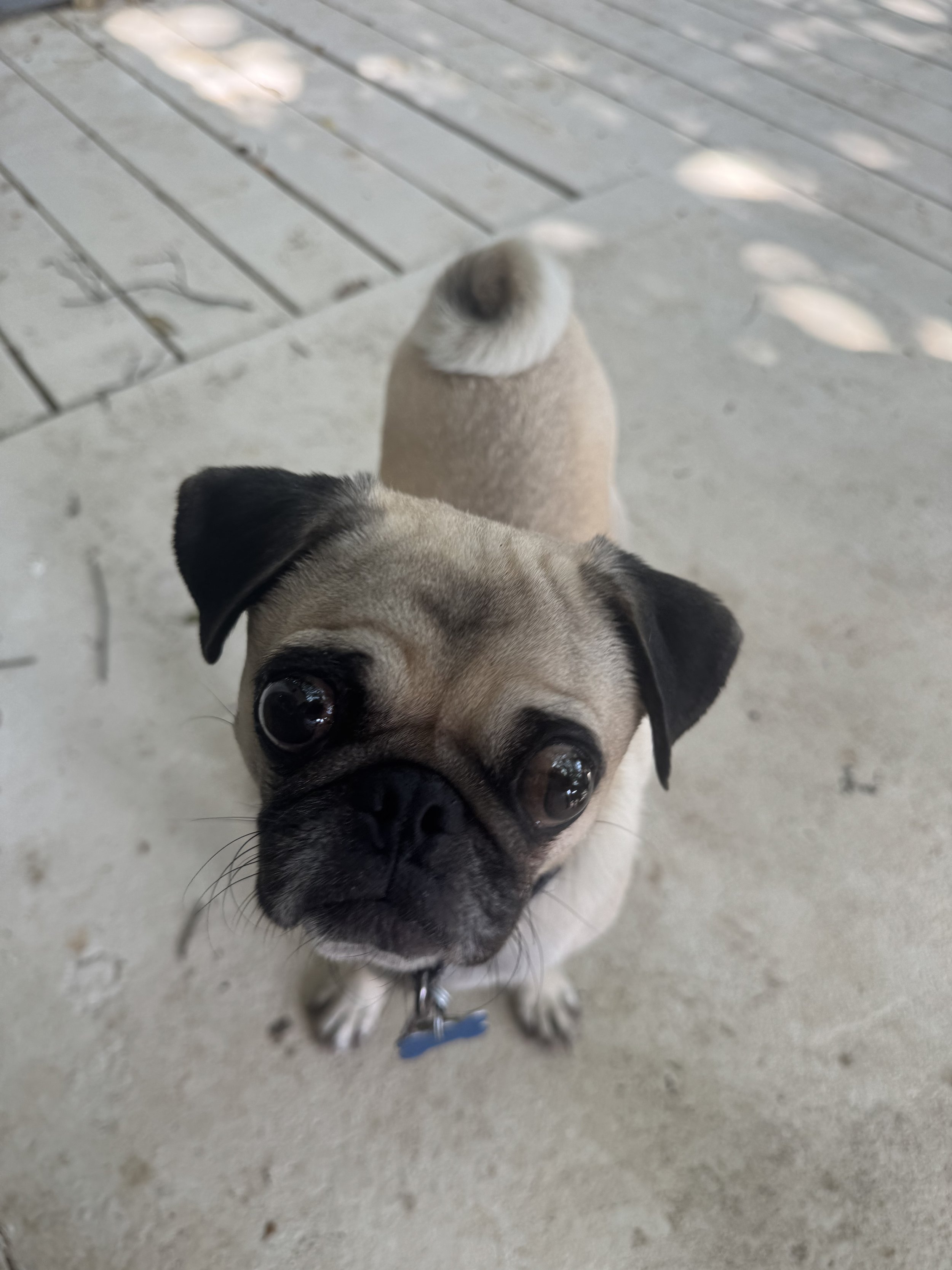 Timmy Boy 4.jpeg