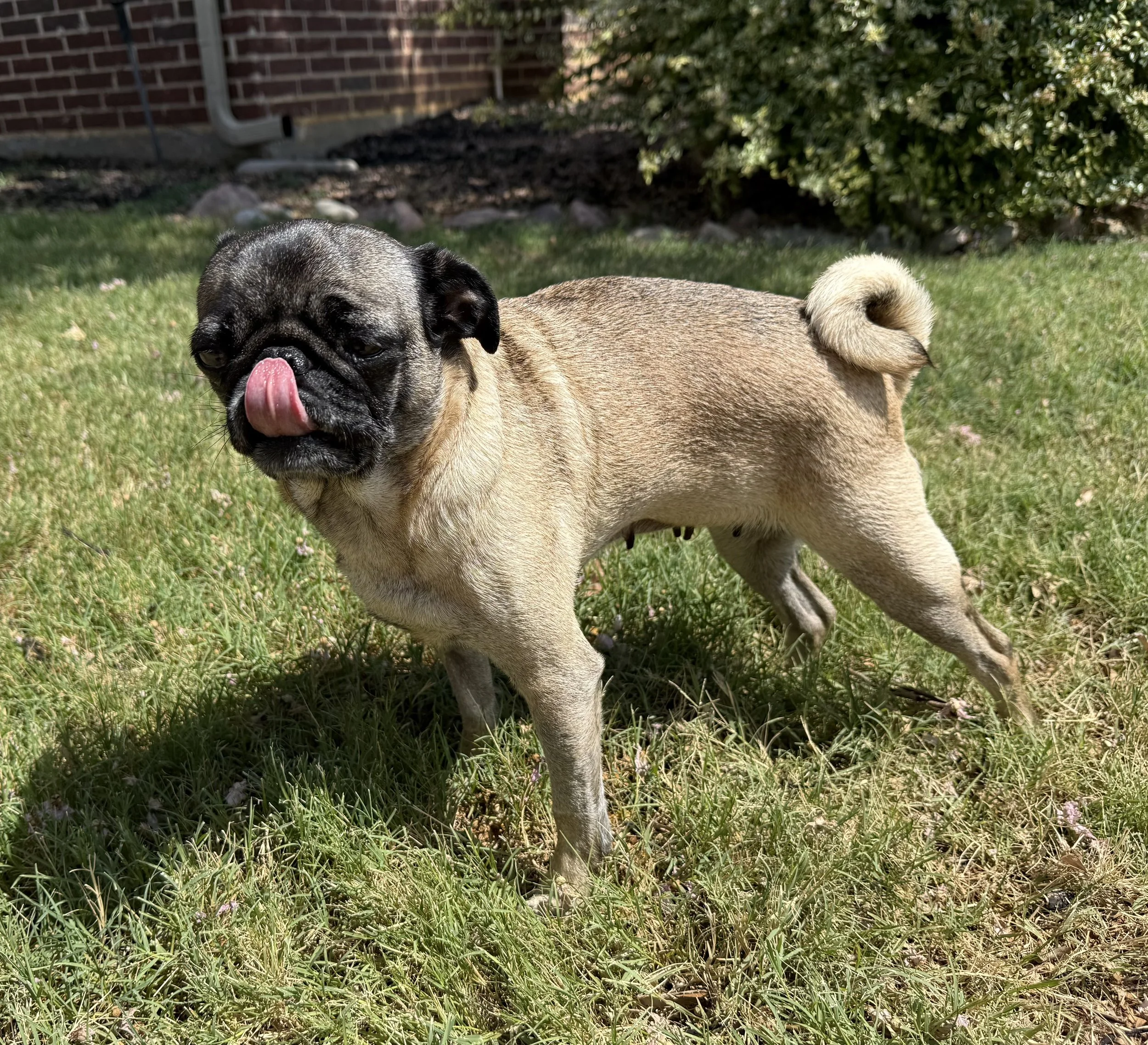 Harlee 2.jpg