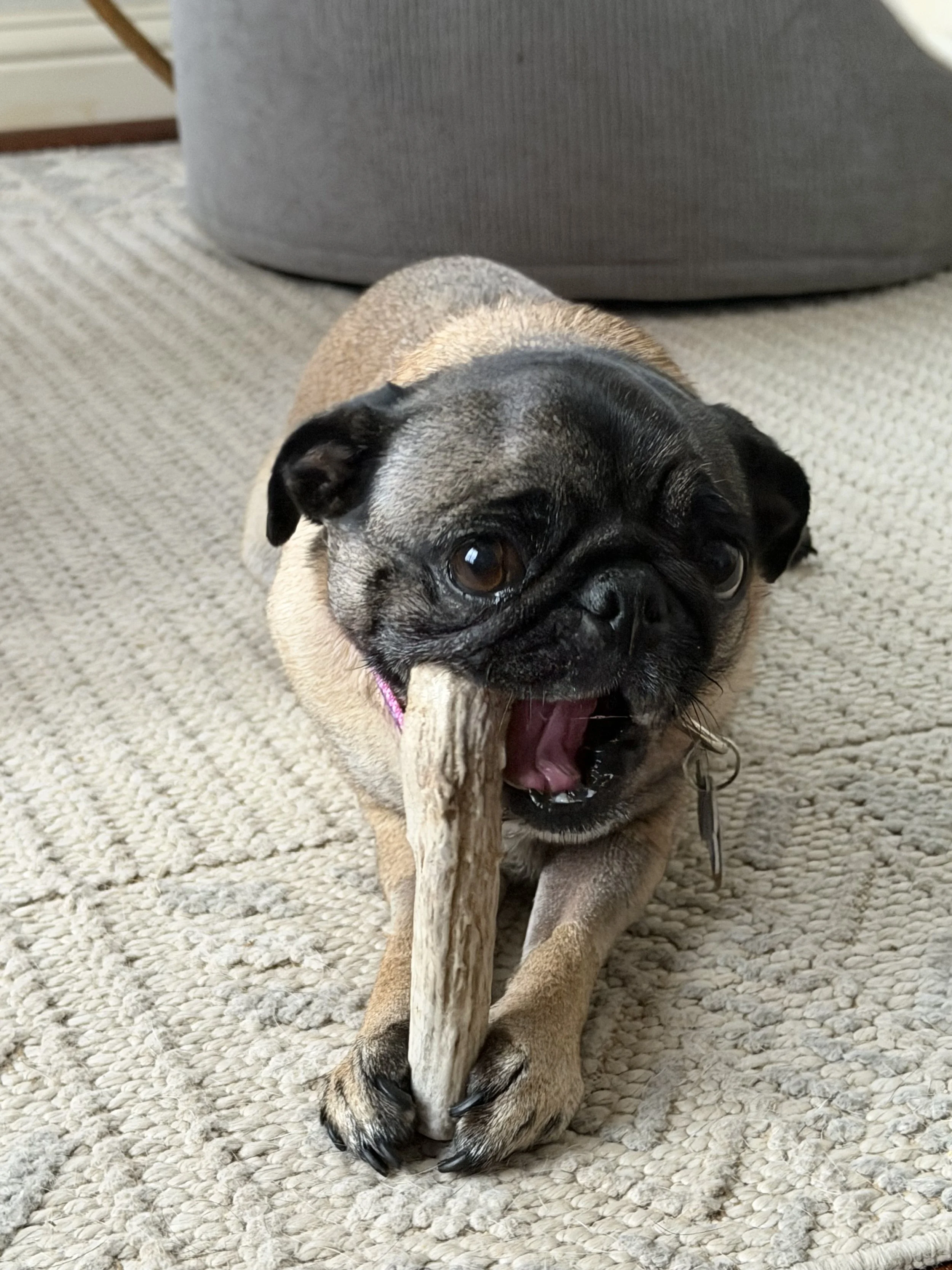 Harlee 3.jpg