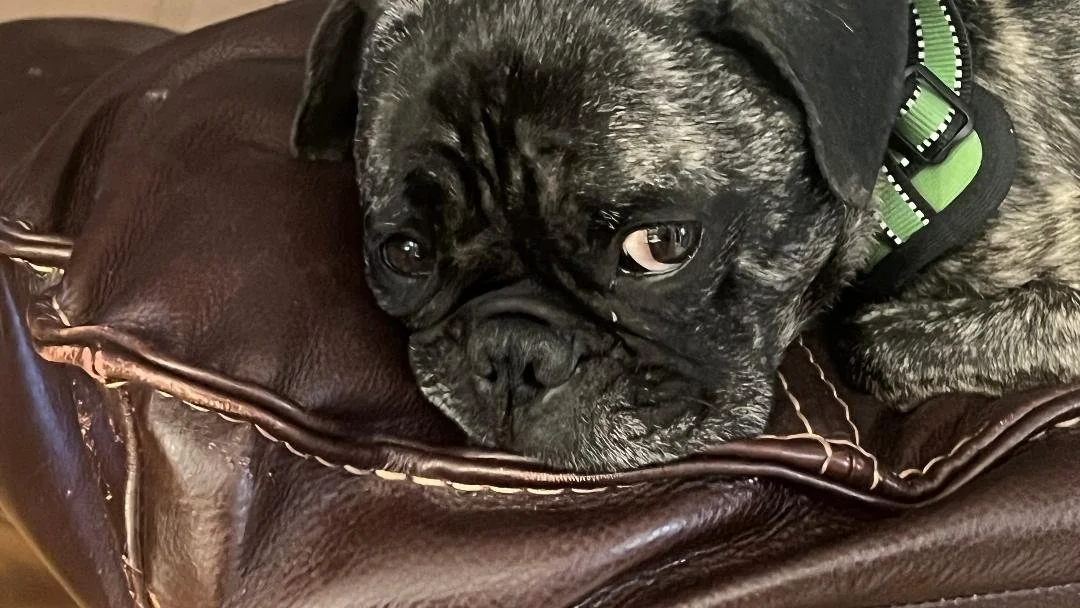 Smug