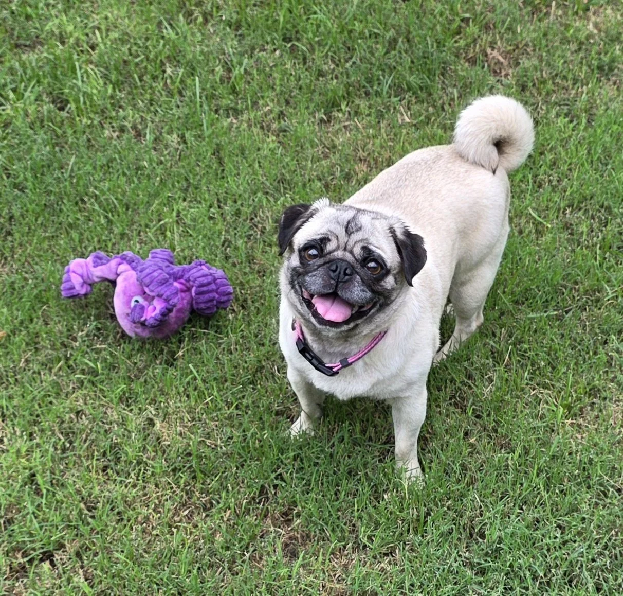 Rosie 1.jpg