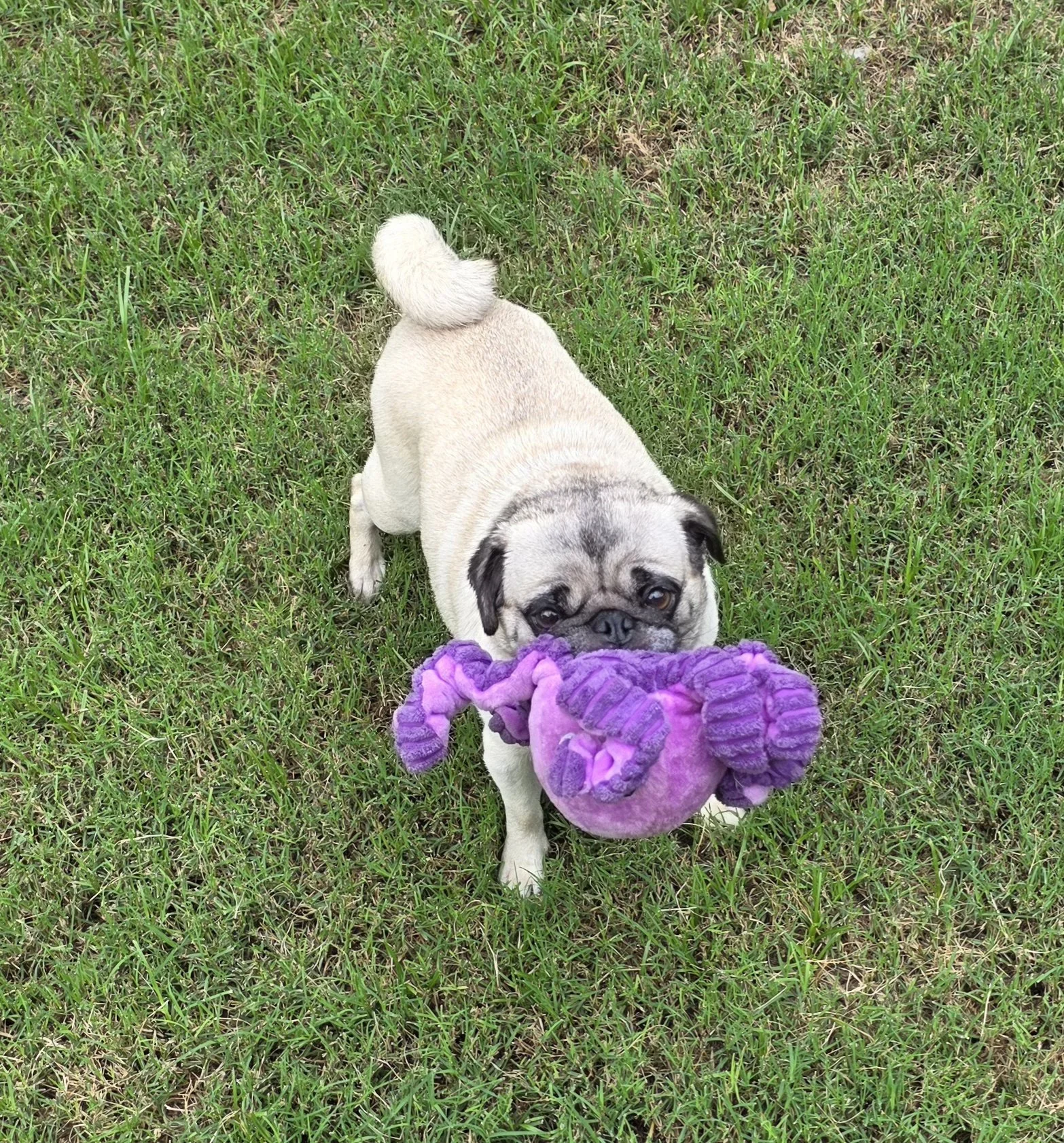 Rosie 3.jpg