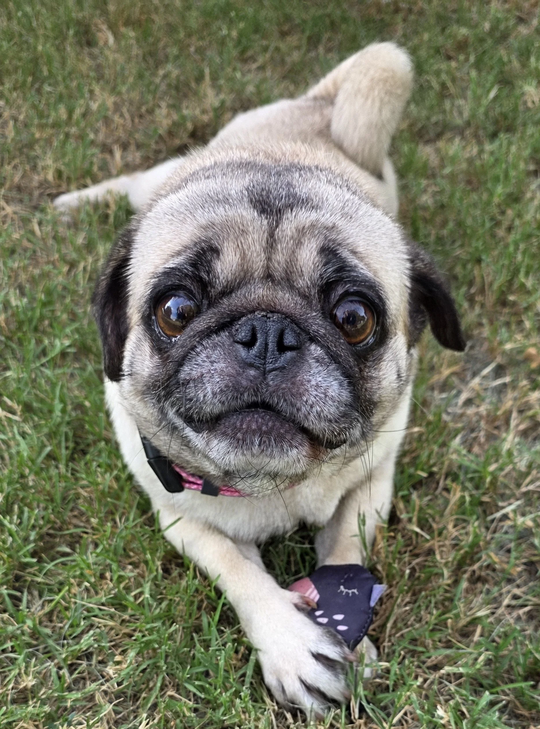 Rosie