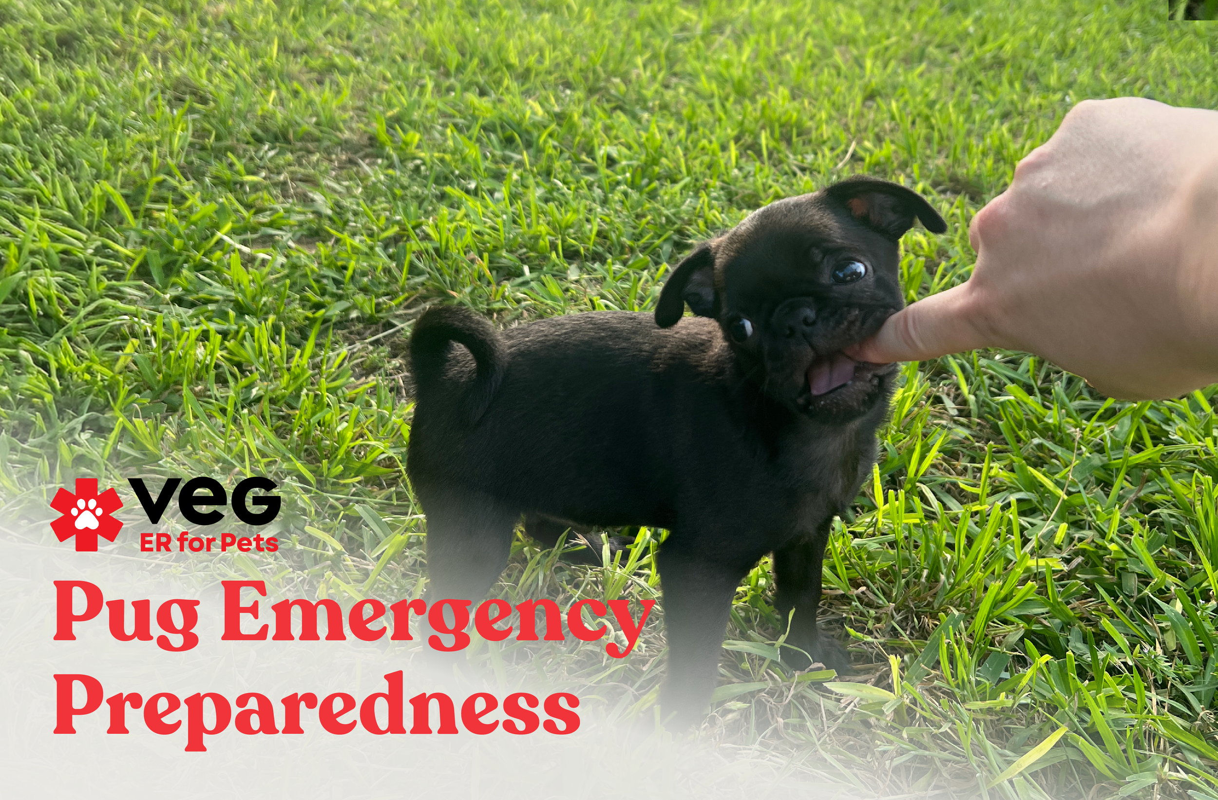 Pug Emergency Preparedness with VEG ER