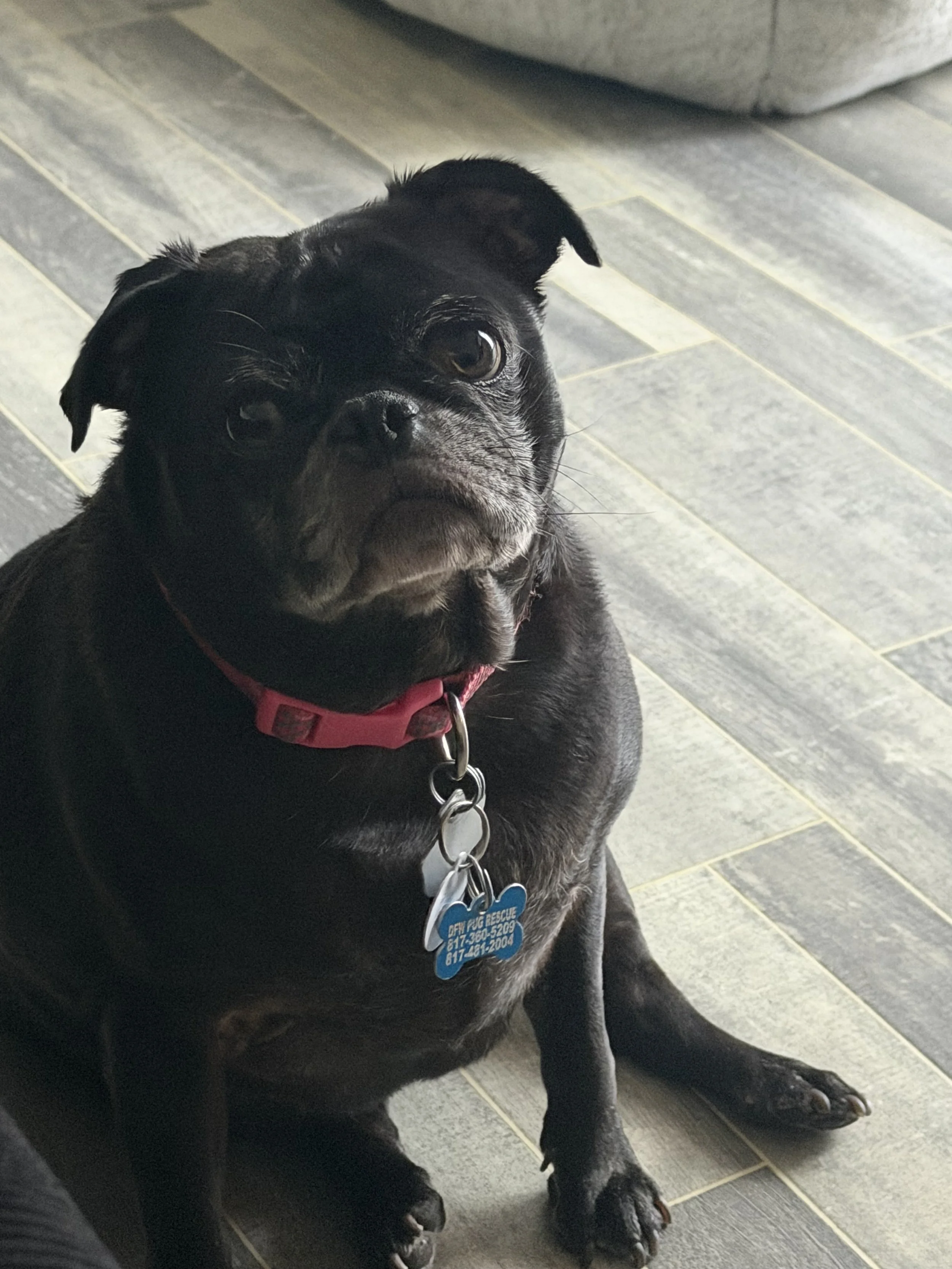 Elsie 3.jpeg