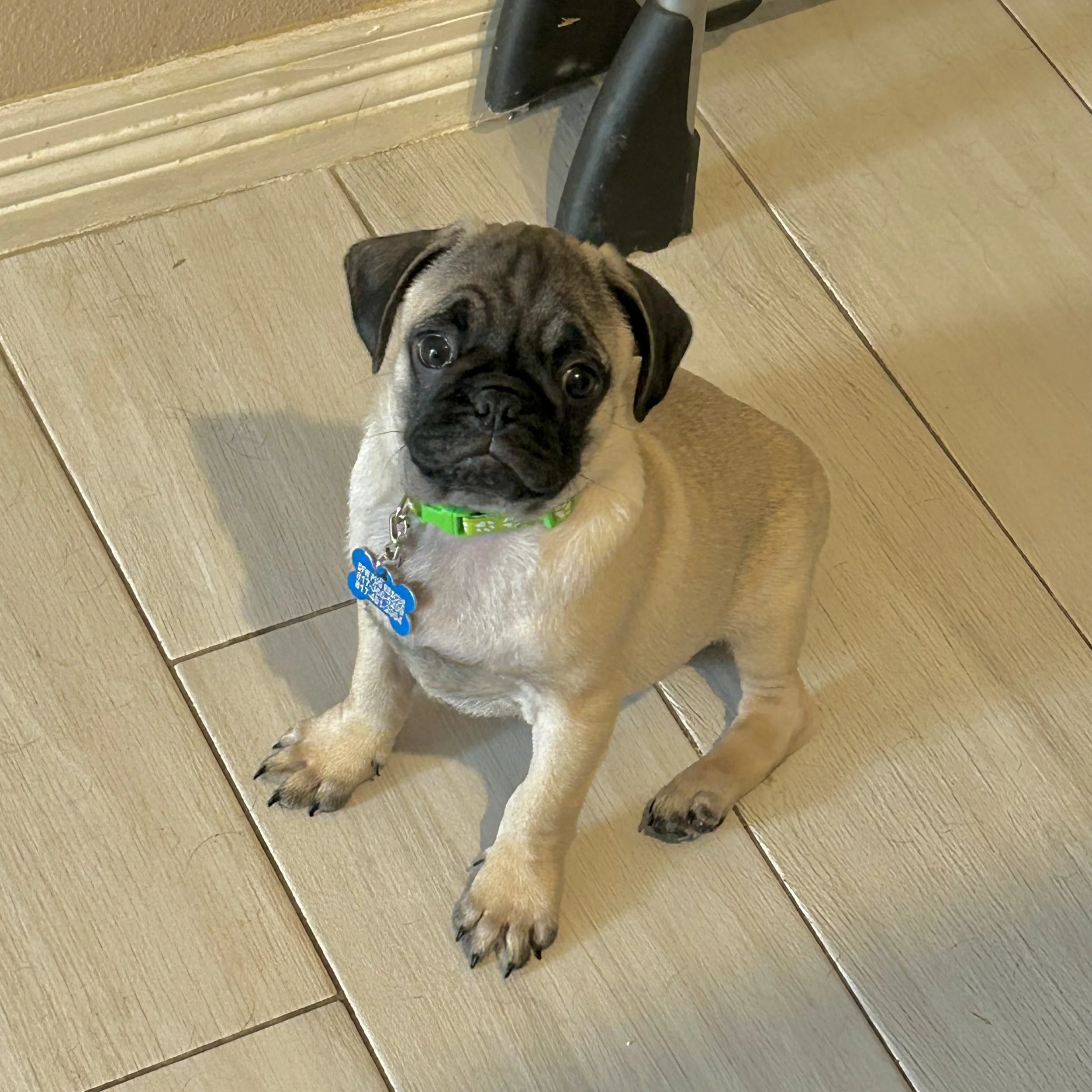 Renly-1.jpg