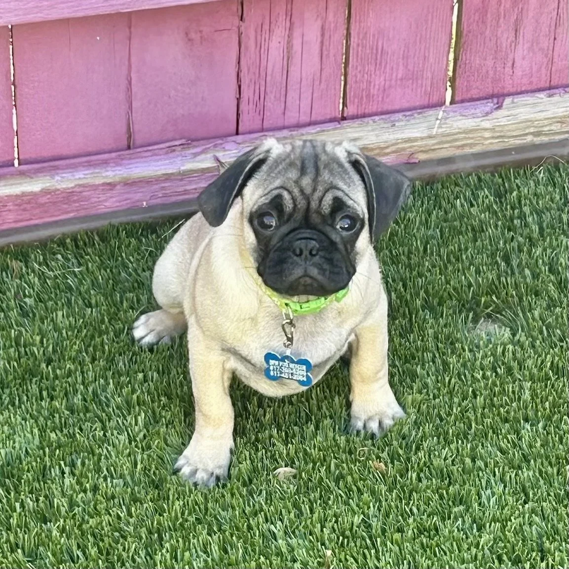 Renly-4.jpg