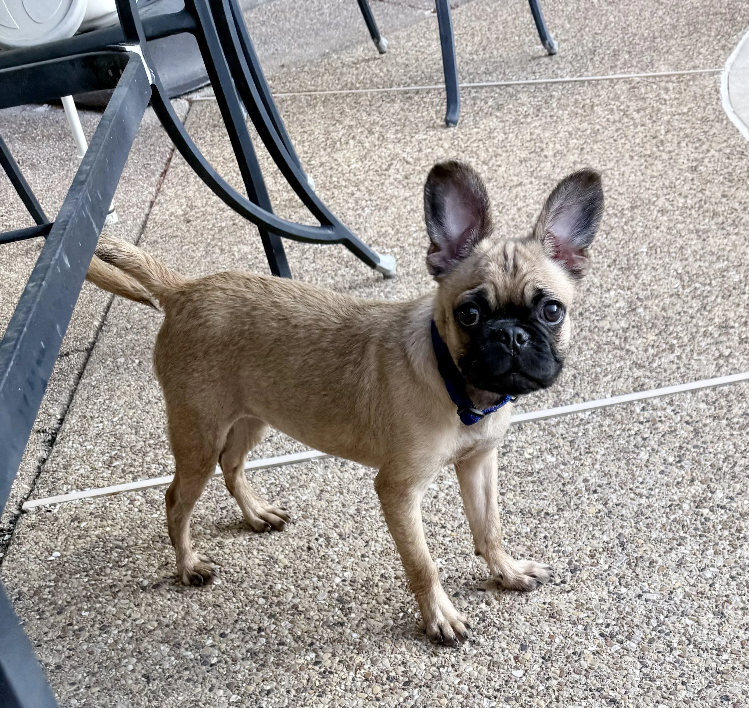 Bunny-3.jpg