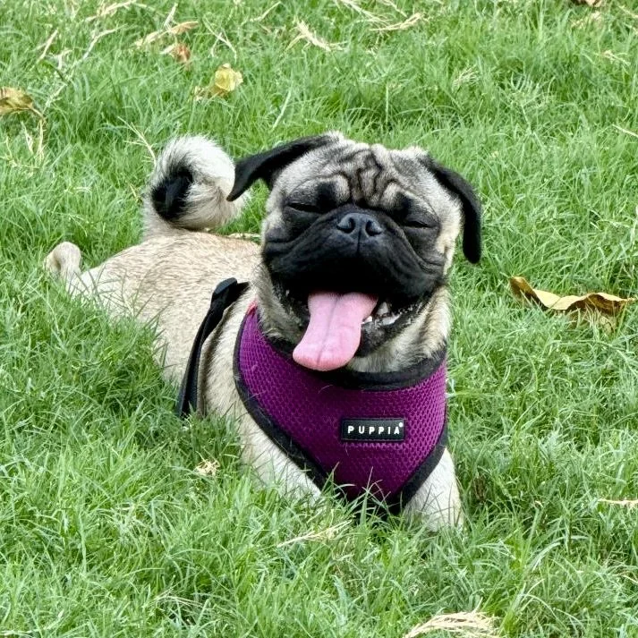 Willie-1.jpg