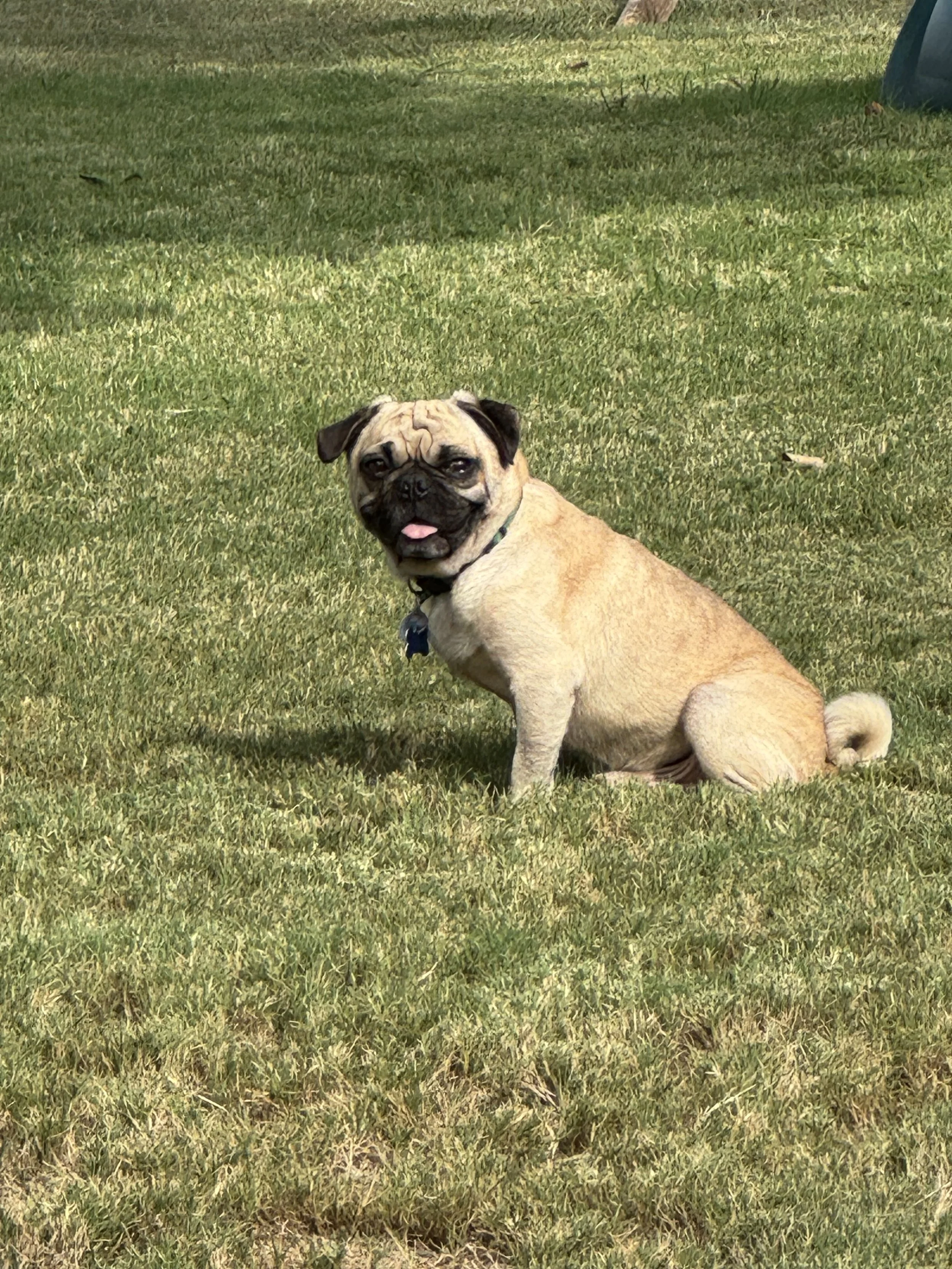 McPuggin 3.jpeg