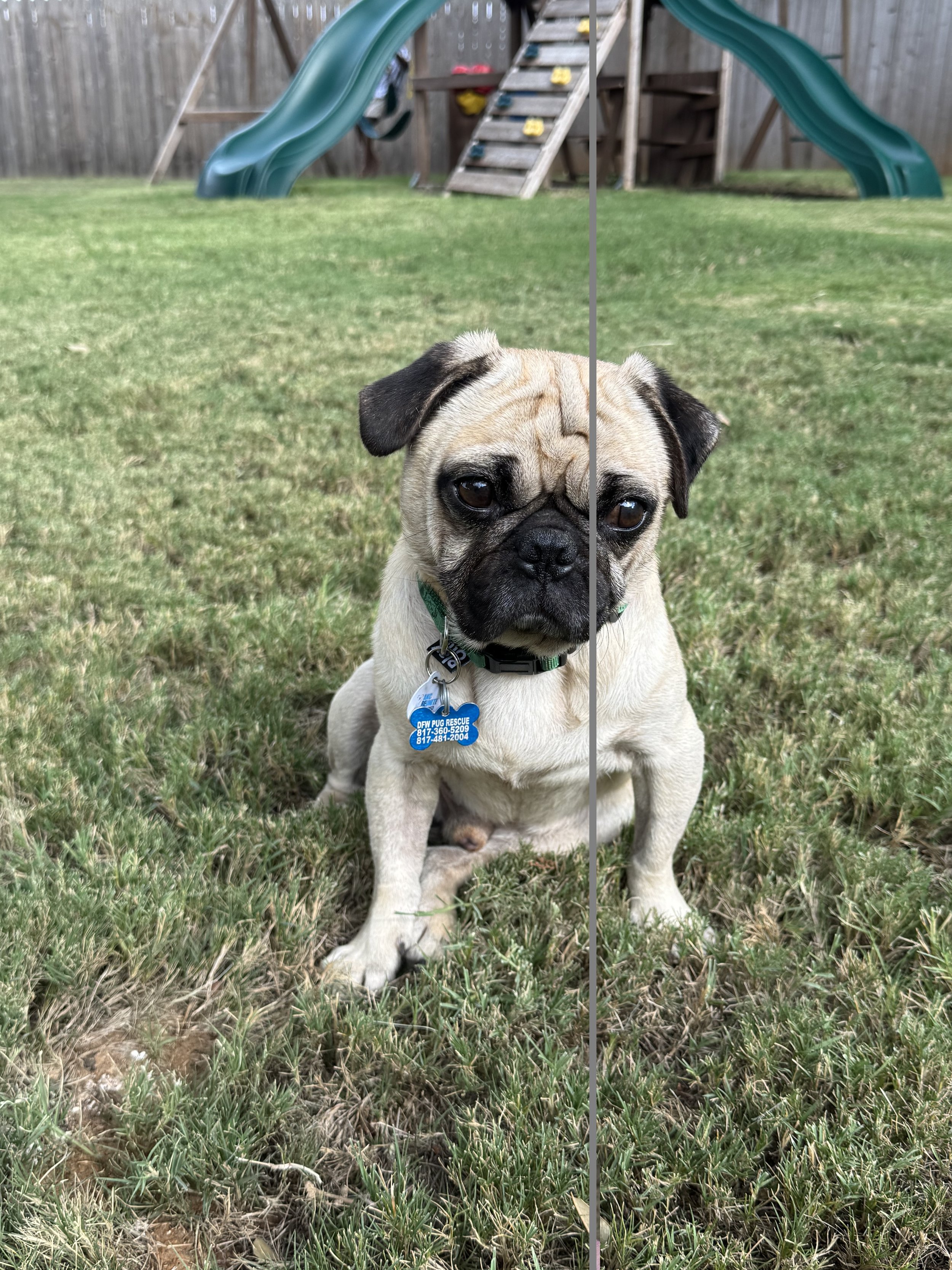 McPuggin 1.jpeg