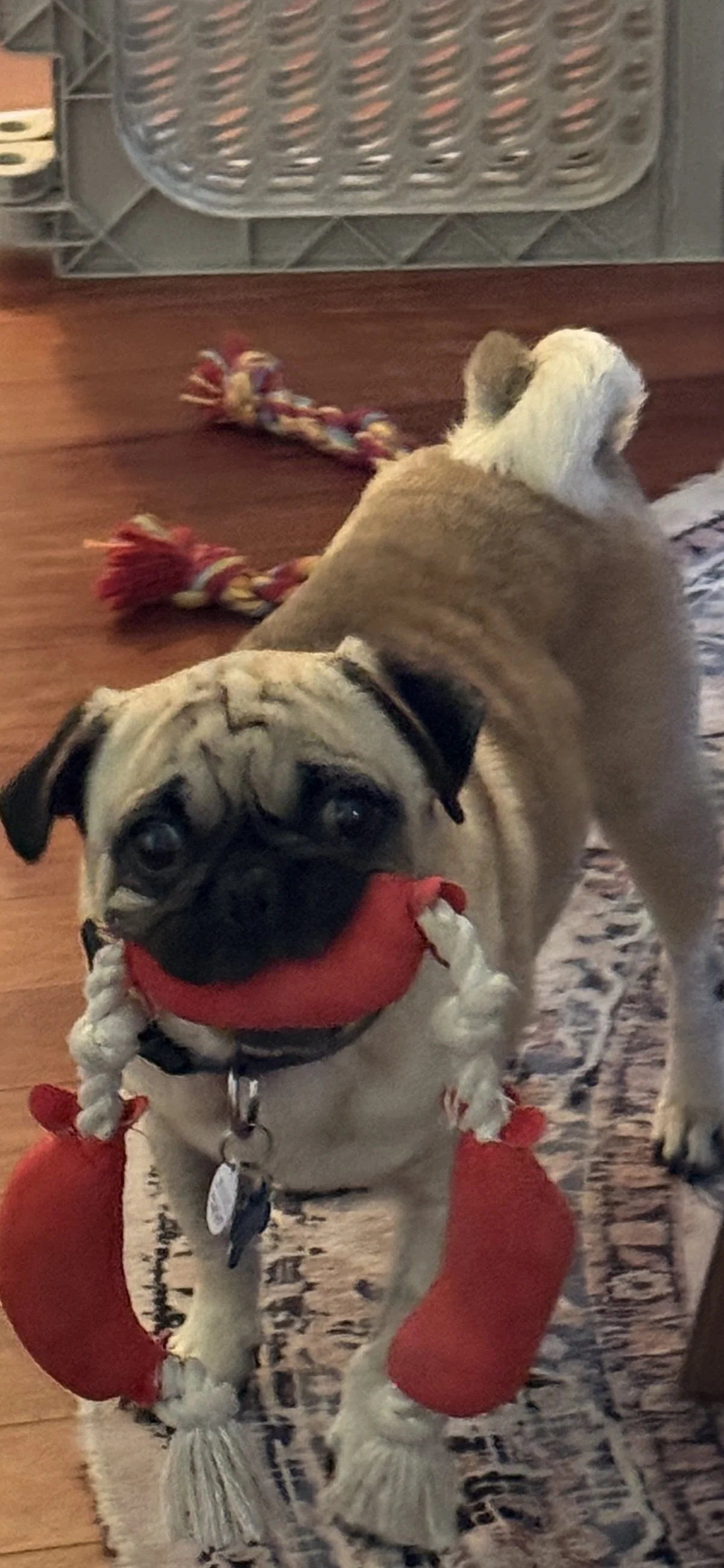 McPuggin 2.jpg