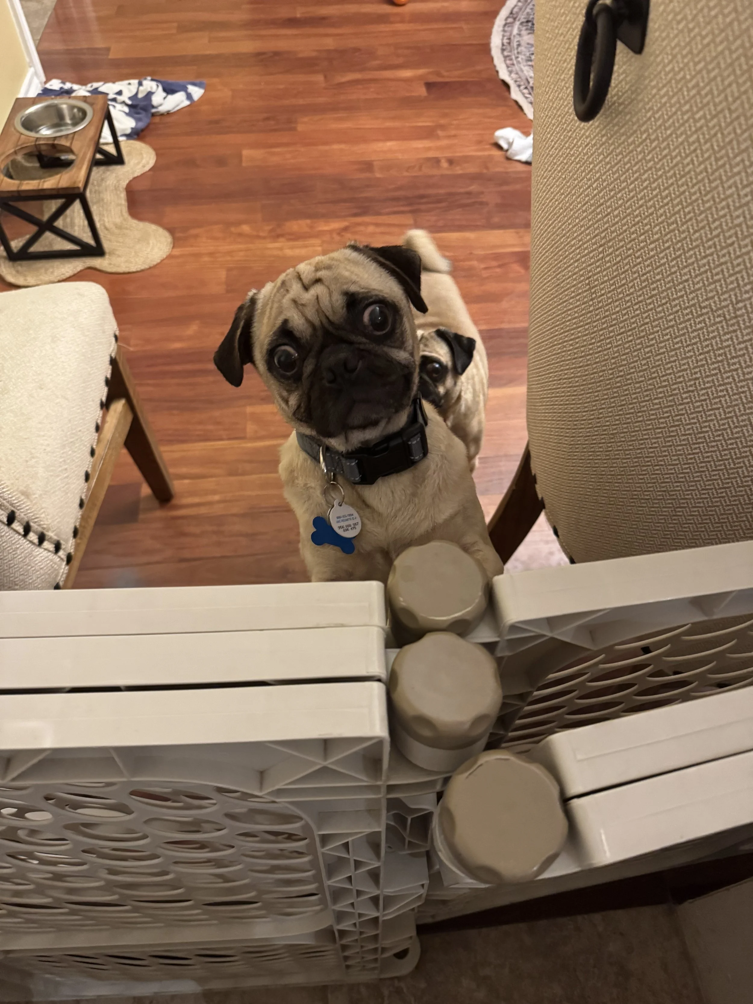McPuggin 4.jpeg