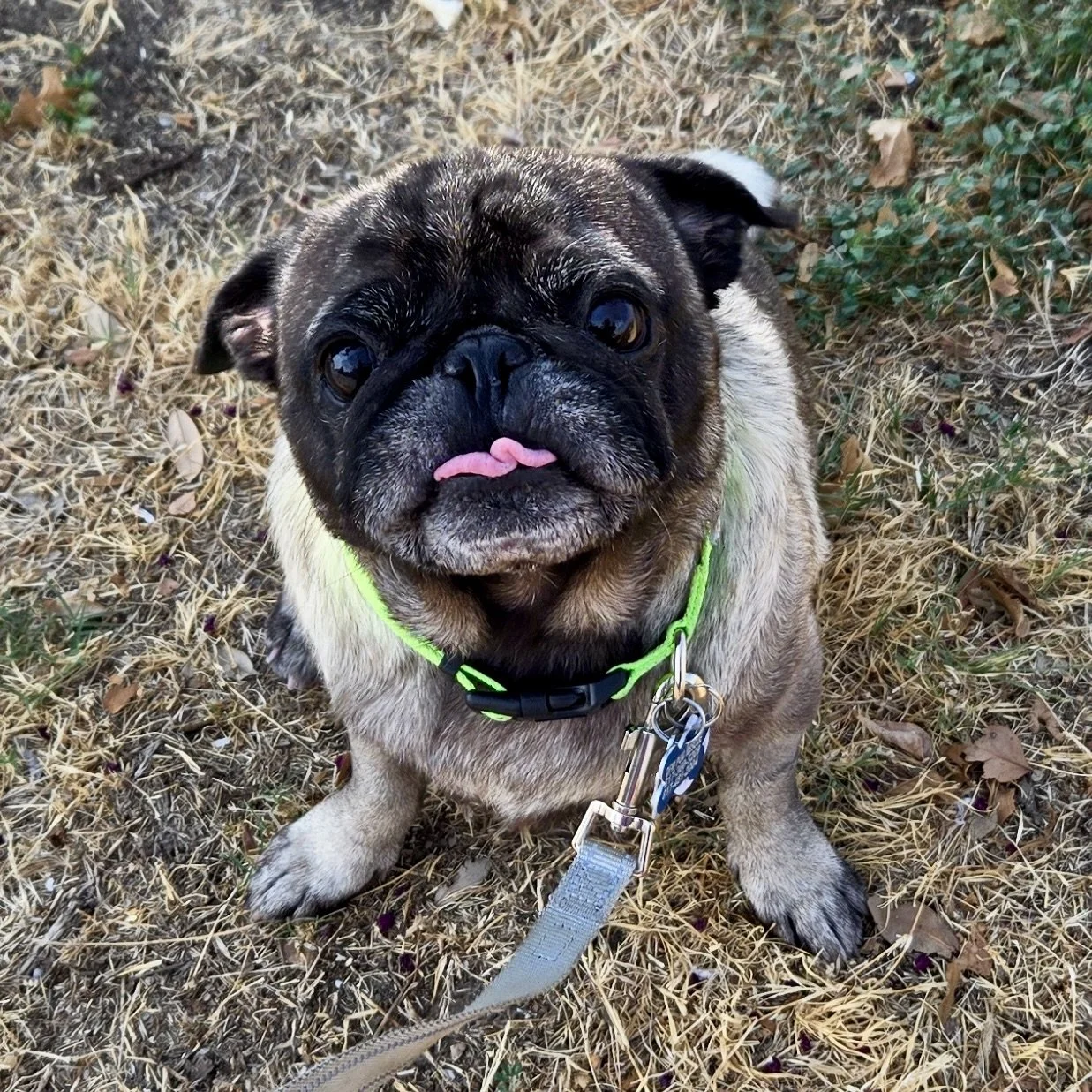 Moonie-1.jpg