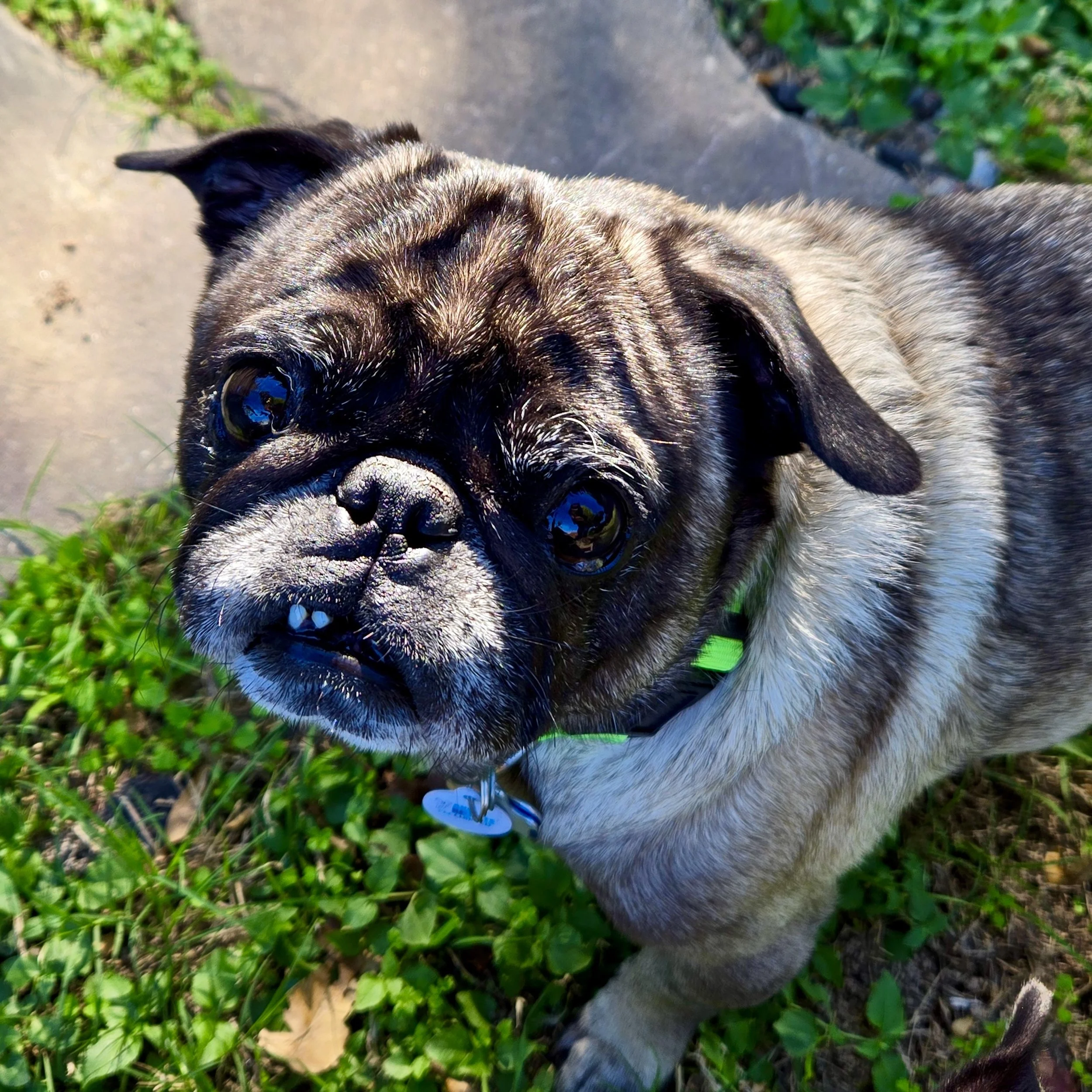 Moonie-1.jpg