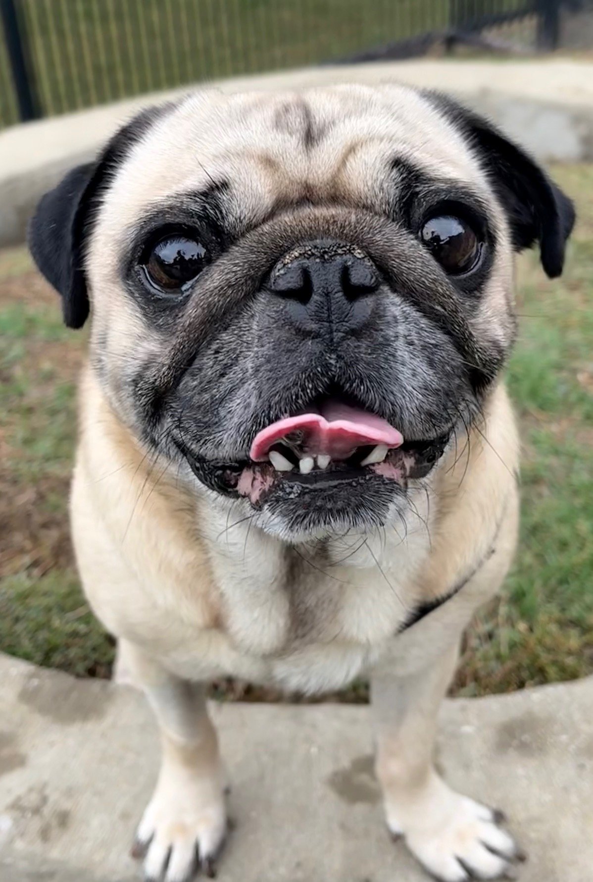 ZeppelinPugsley-1.jpeg