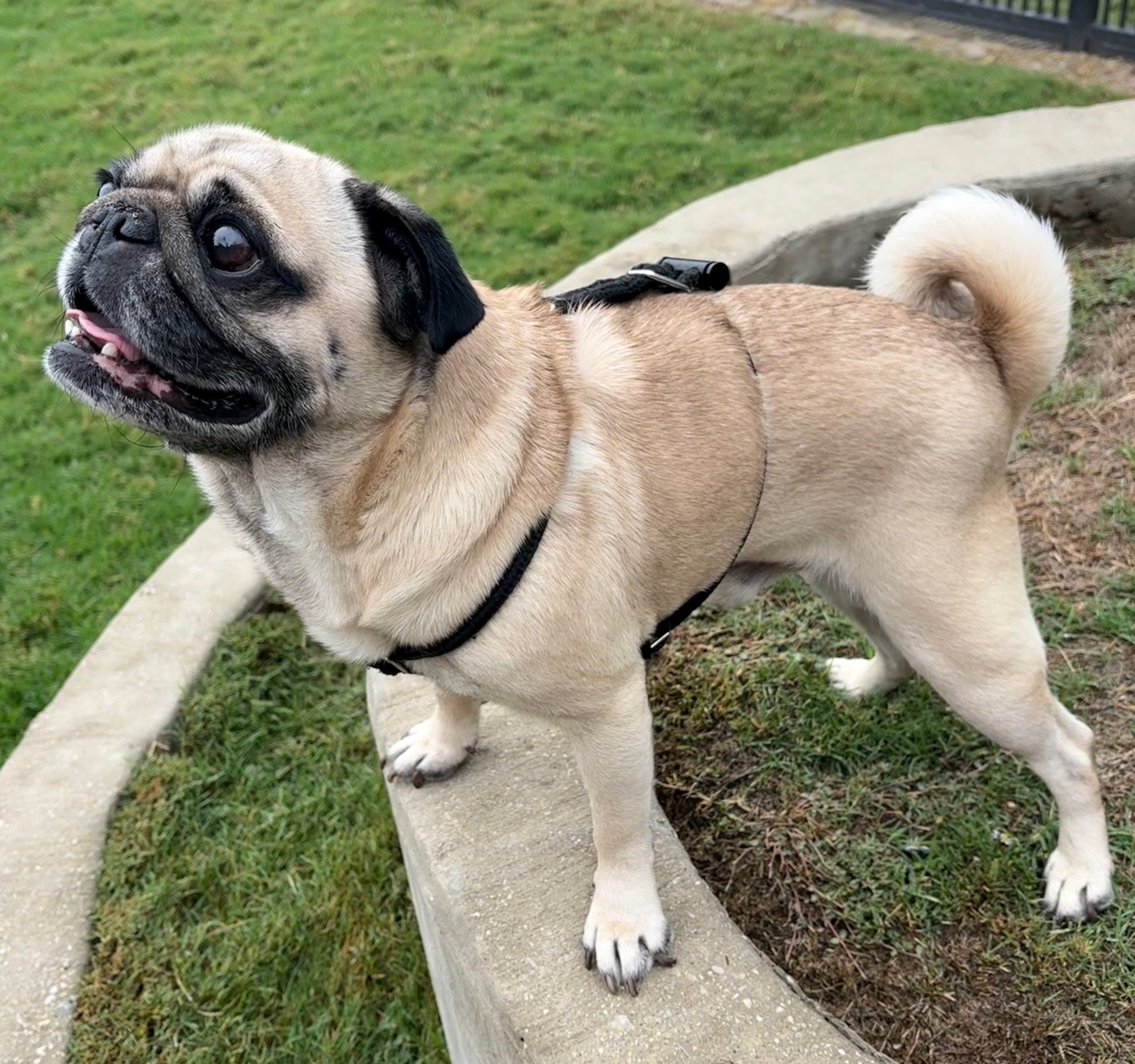 ZeppelinPugsley-2.jpeg