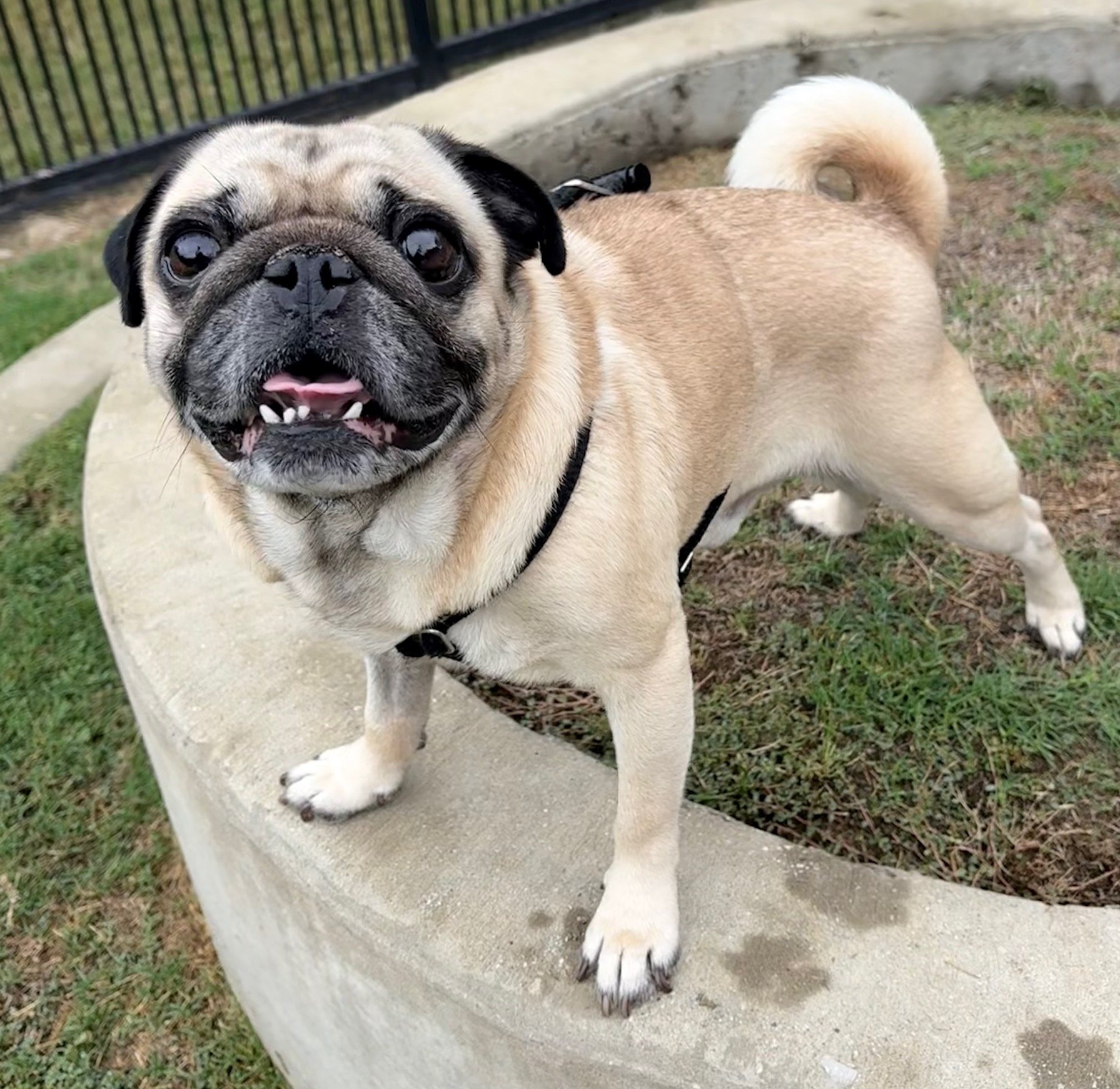 ZeppelinPugsley-3.jpeg