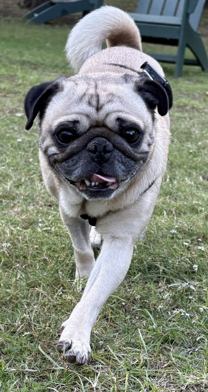 ZeppelinPugsley-4.jpeg