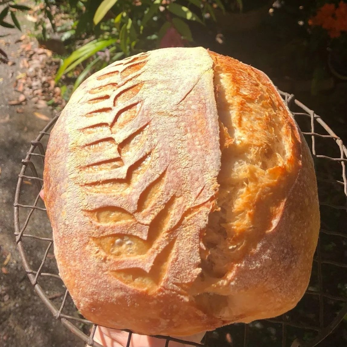 AlchemyOfBread1.jpg