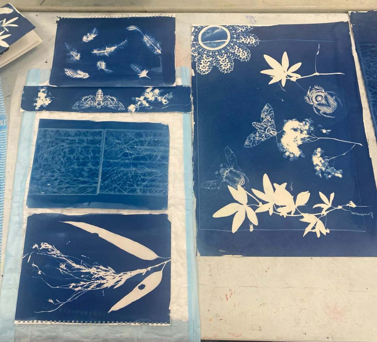Cyanotype9.jpg
