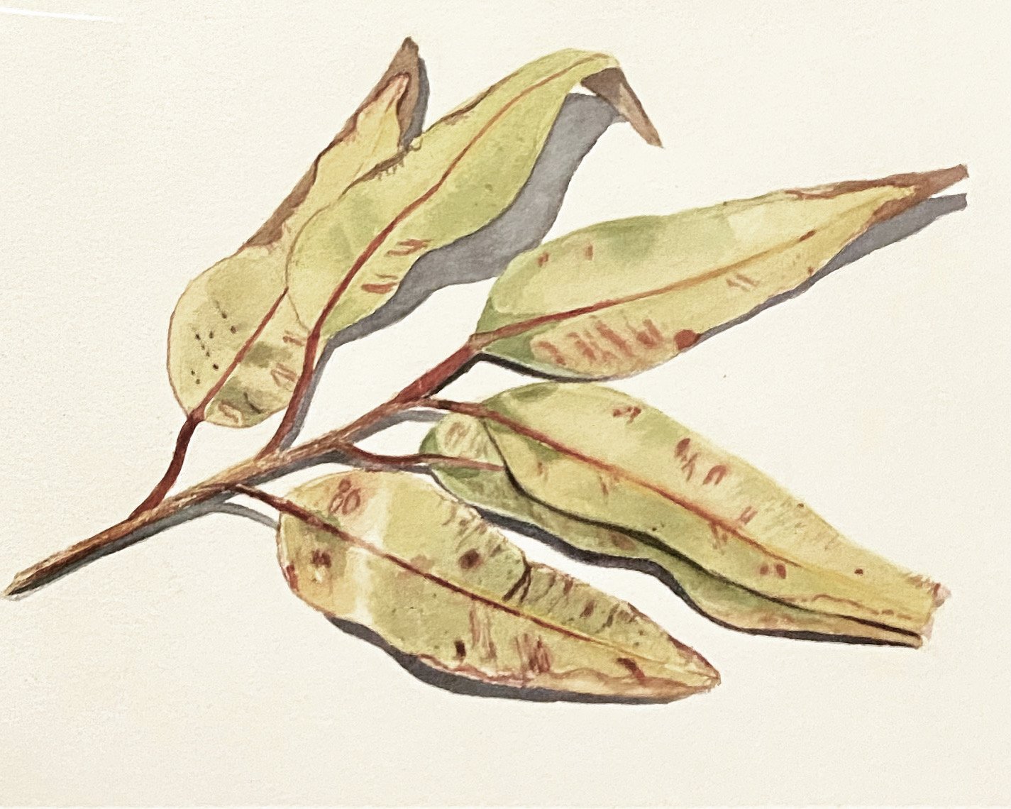 Eucalyptus branch.jpg