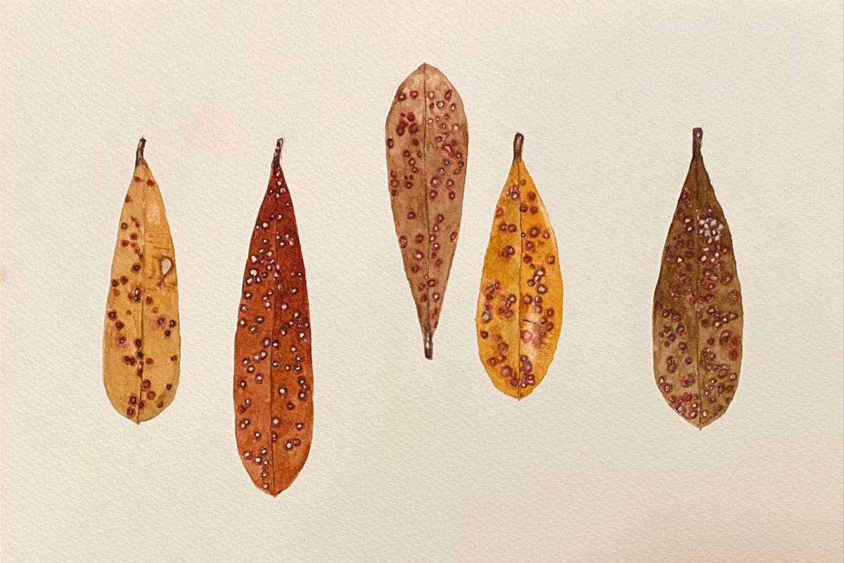 Botanical_Watercolour_Ink22_Camp_Creative0001.jpg
