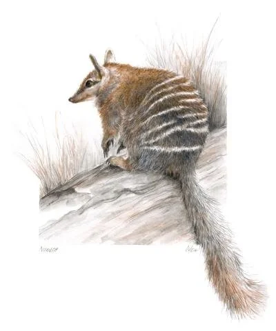DrawingSafari1.jpg