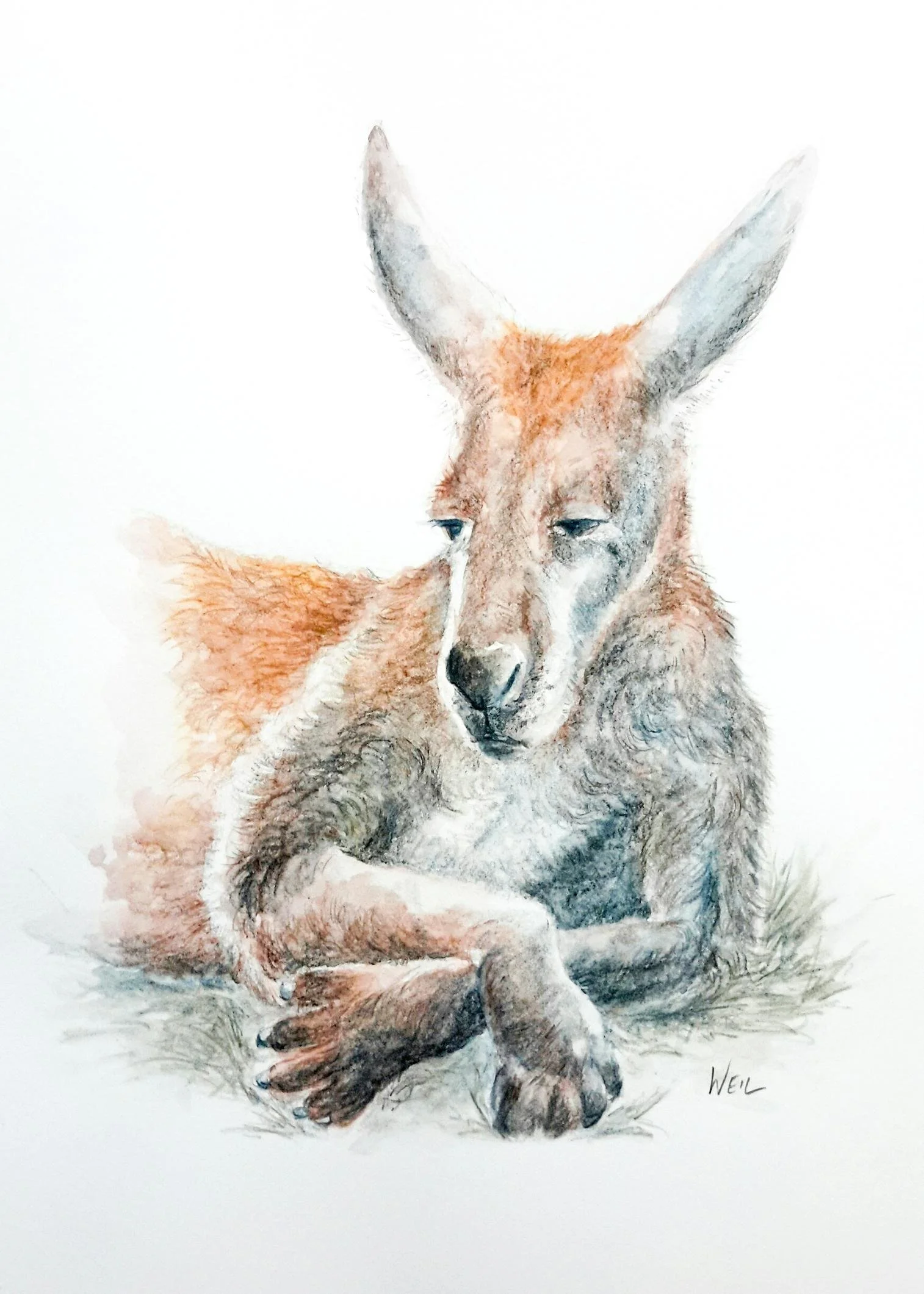 DrawingSafari5.jpg