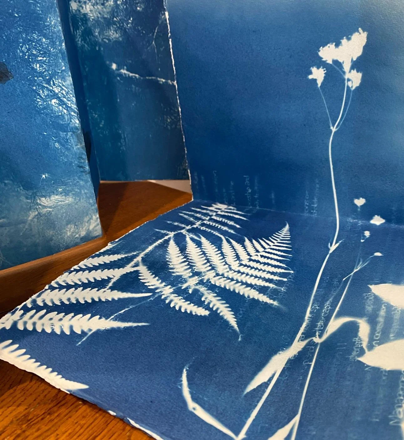 Cyanotype3.jpg