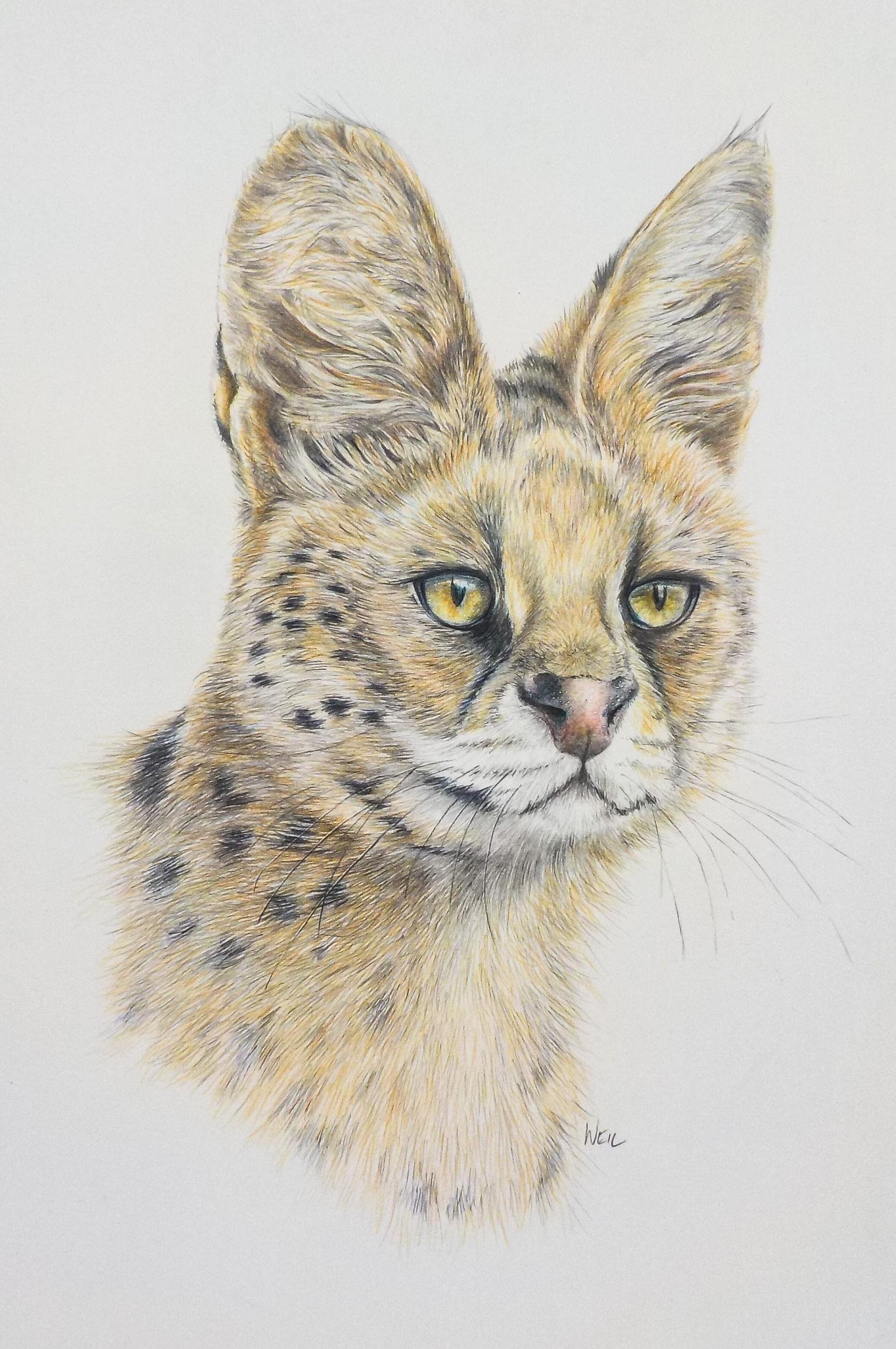 Serval.jpg