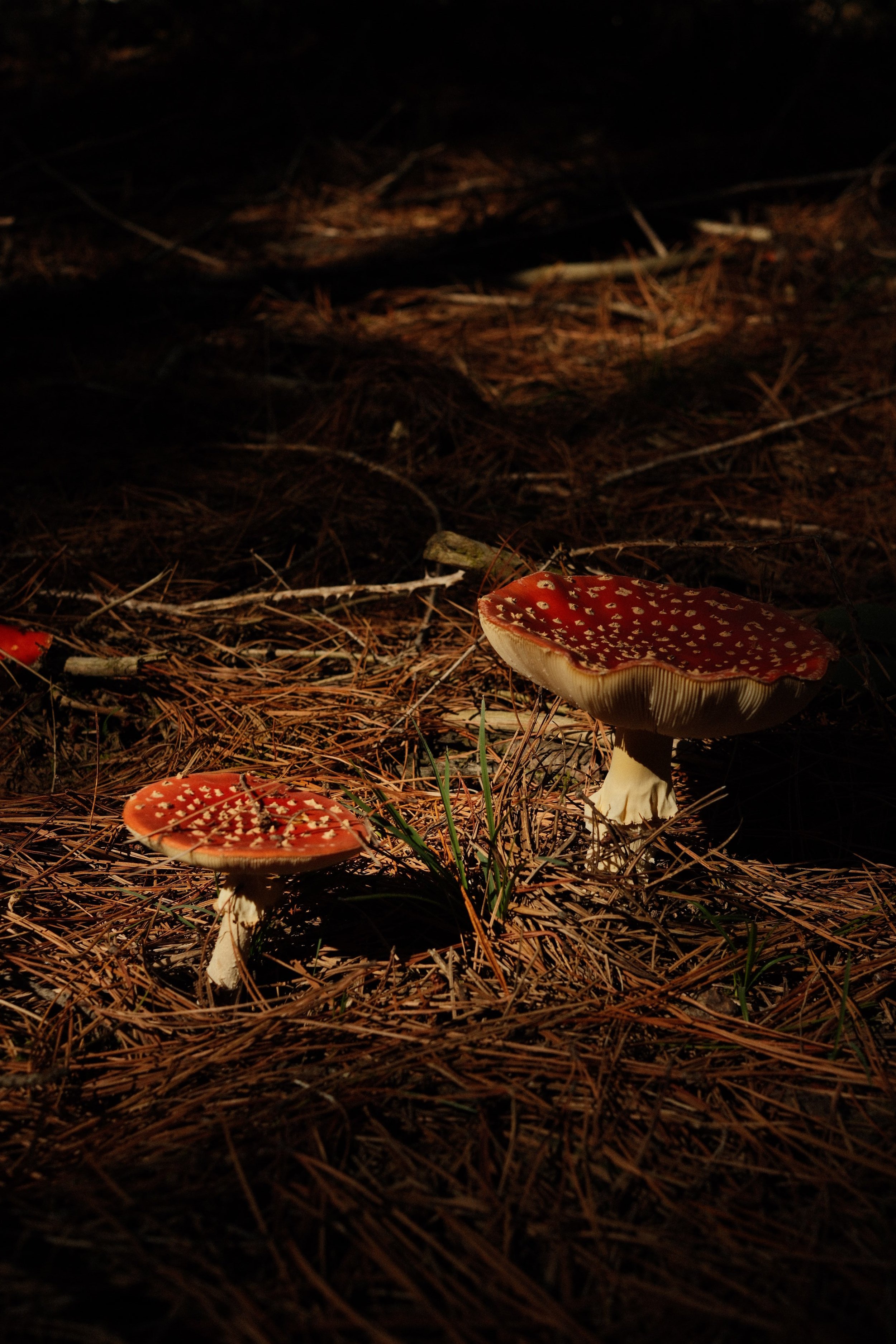 DSCF1539.JPG