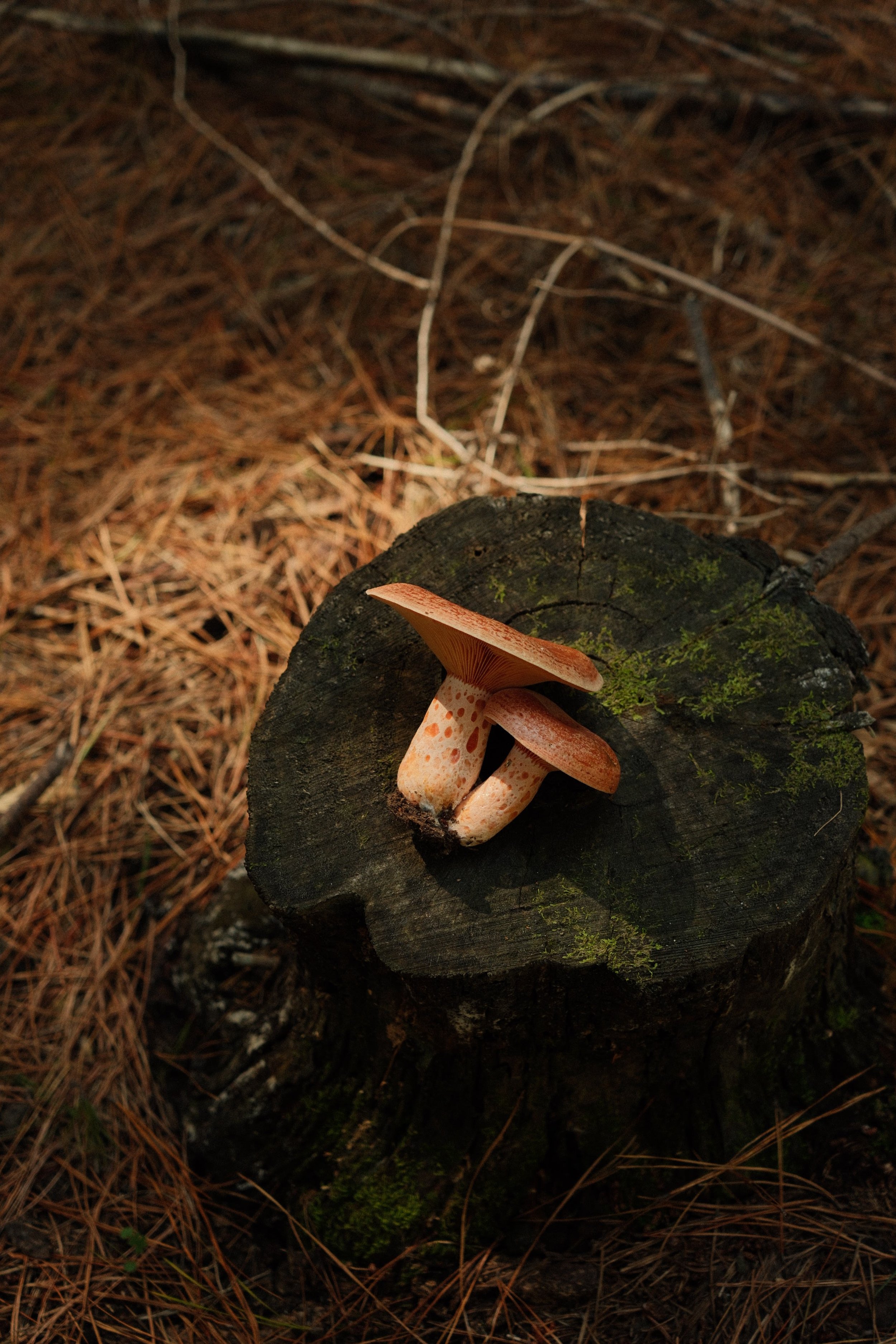 DSCF1547.JPG