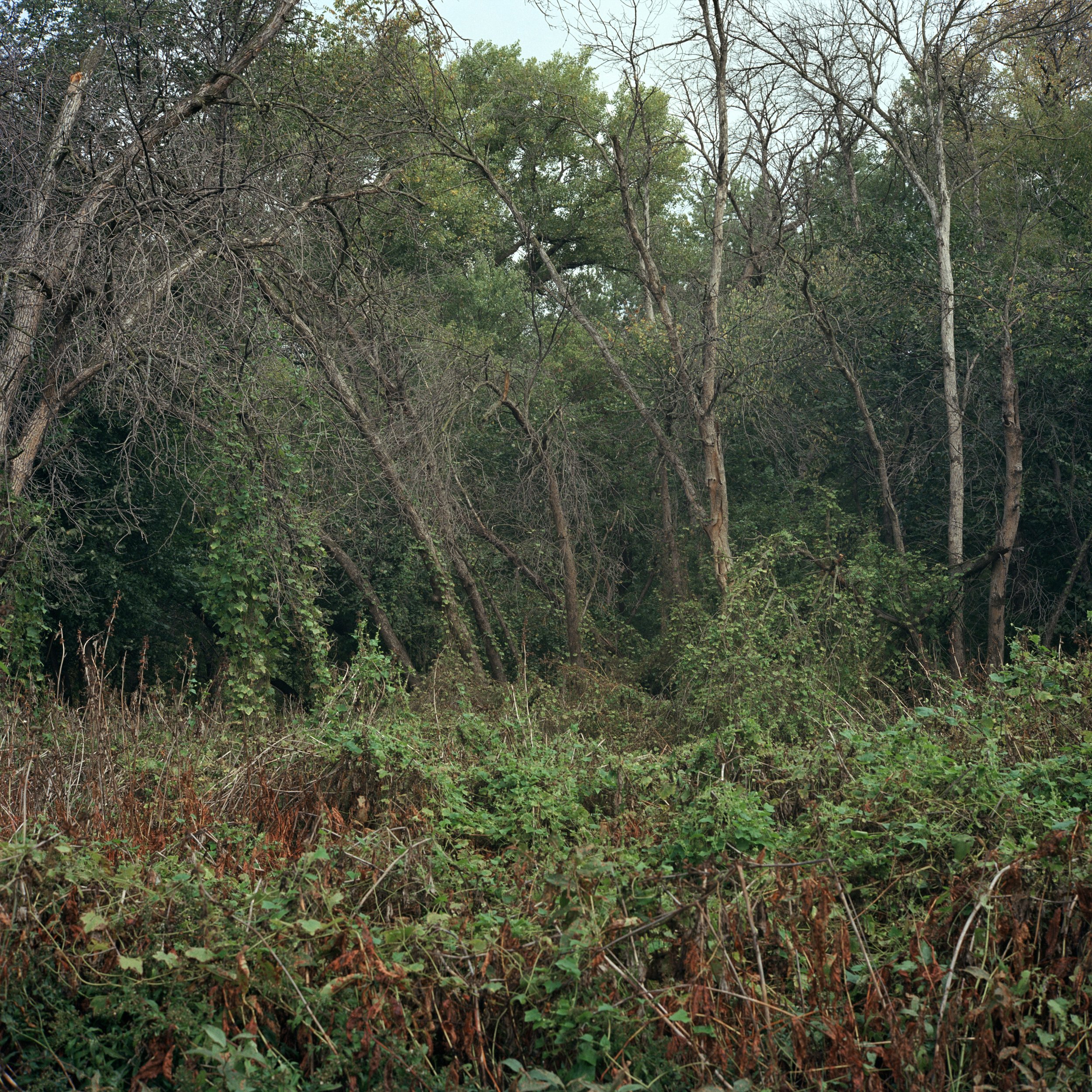 Owen_Abigail_Minnesota_Trees_23.jpg
