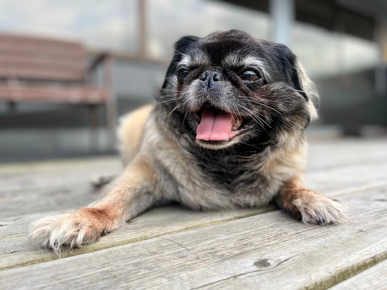 Potato the Pug is relaxing on the deck.
