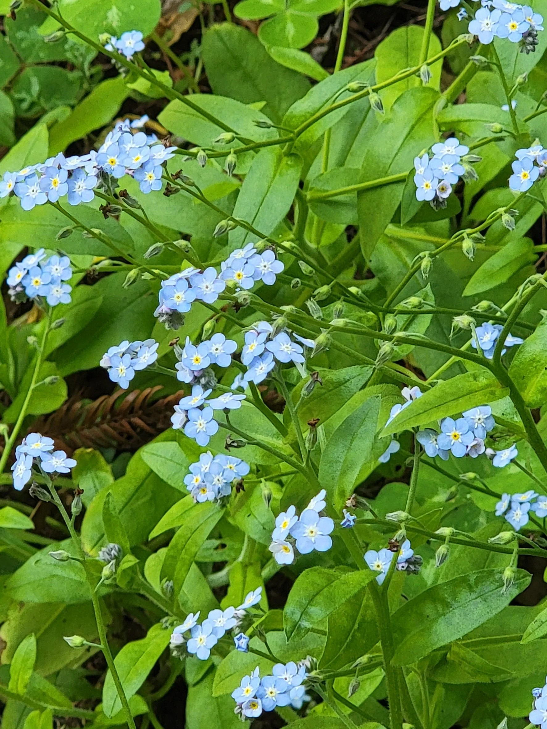 forget-me-not