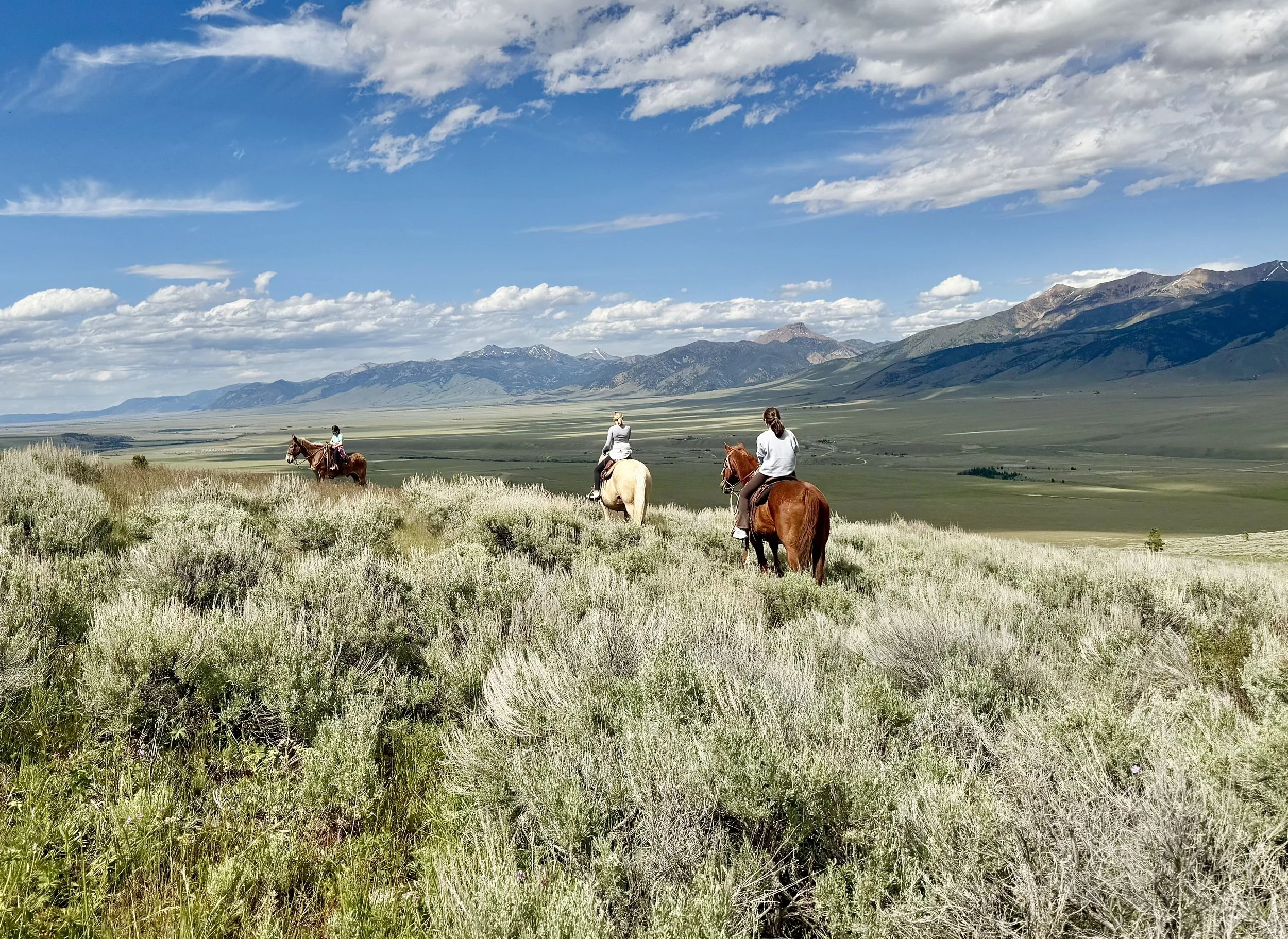 Horseback Rides