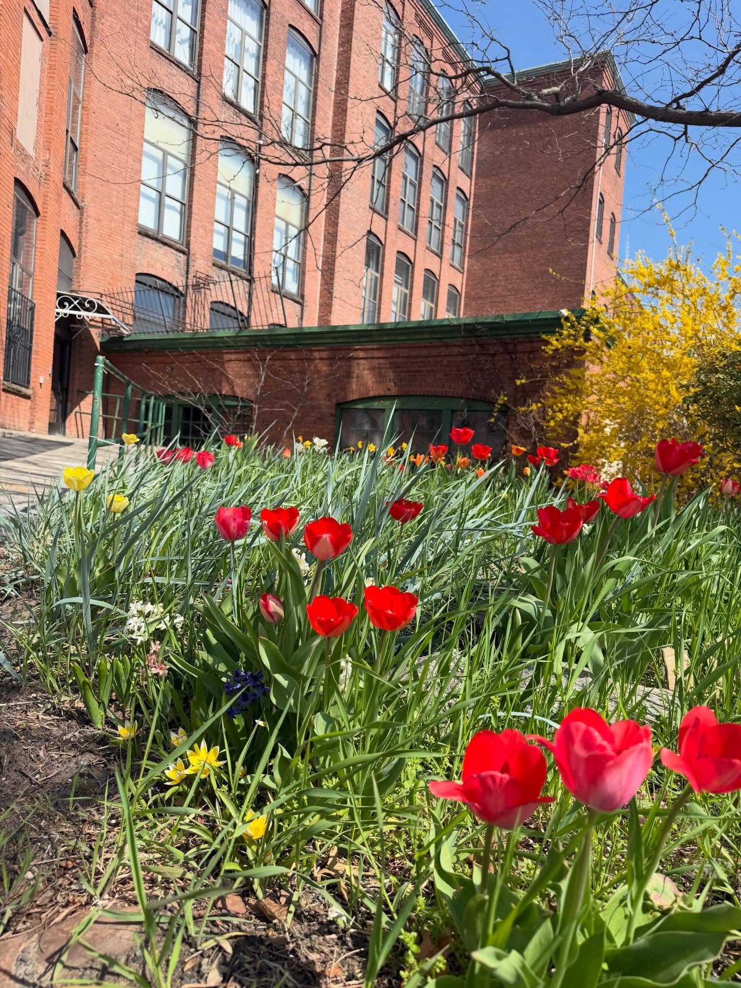Spring at the studio🌸🌷#realartways #westendwoolies #hartford #knittingstudio #bloomwhereyouareplanted