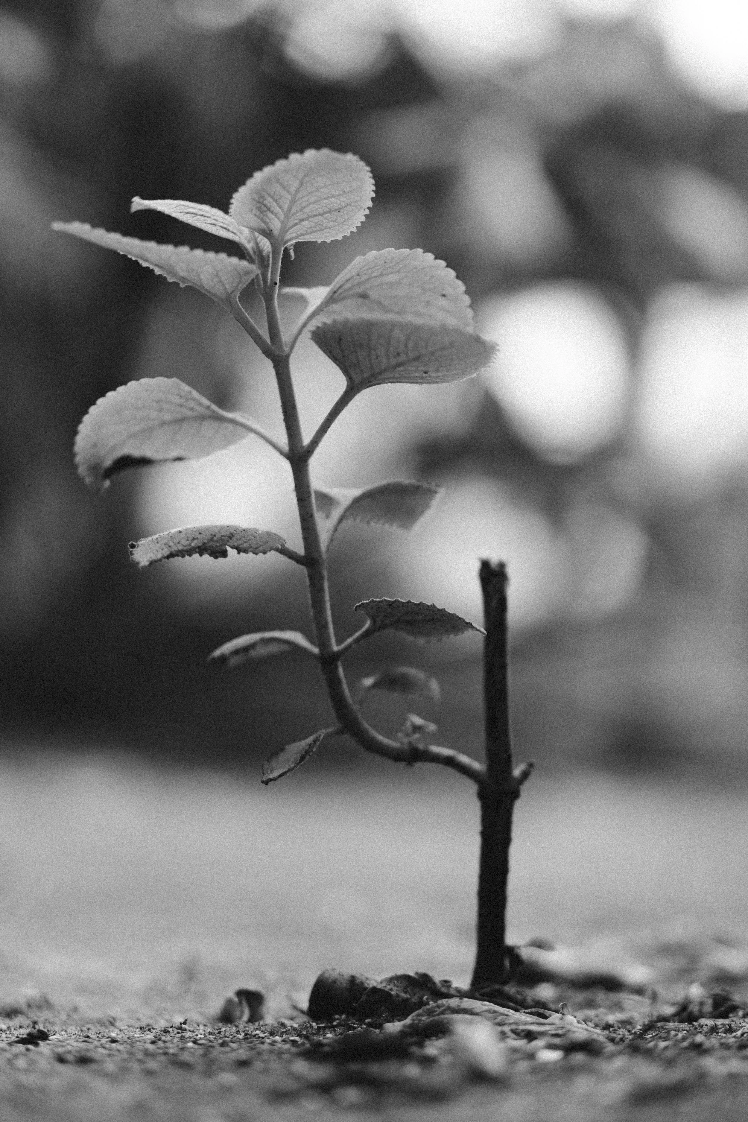 The Gift Hidden In Our Wounding