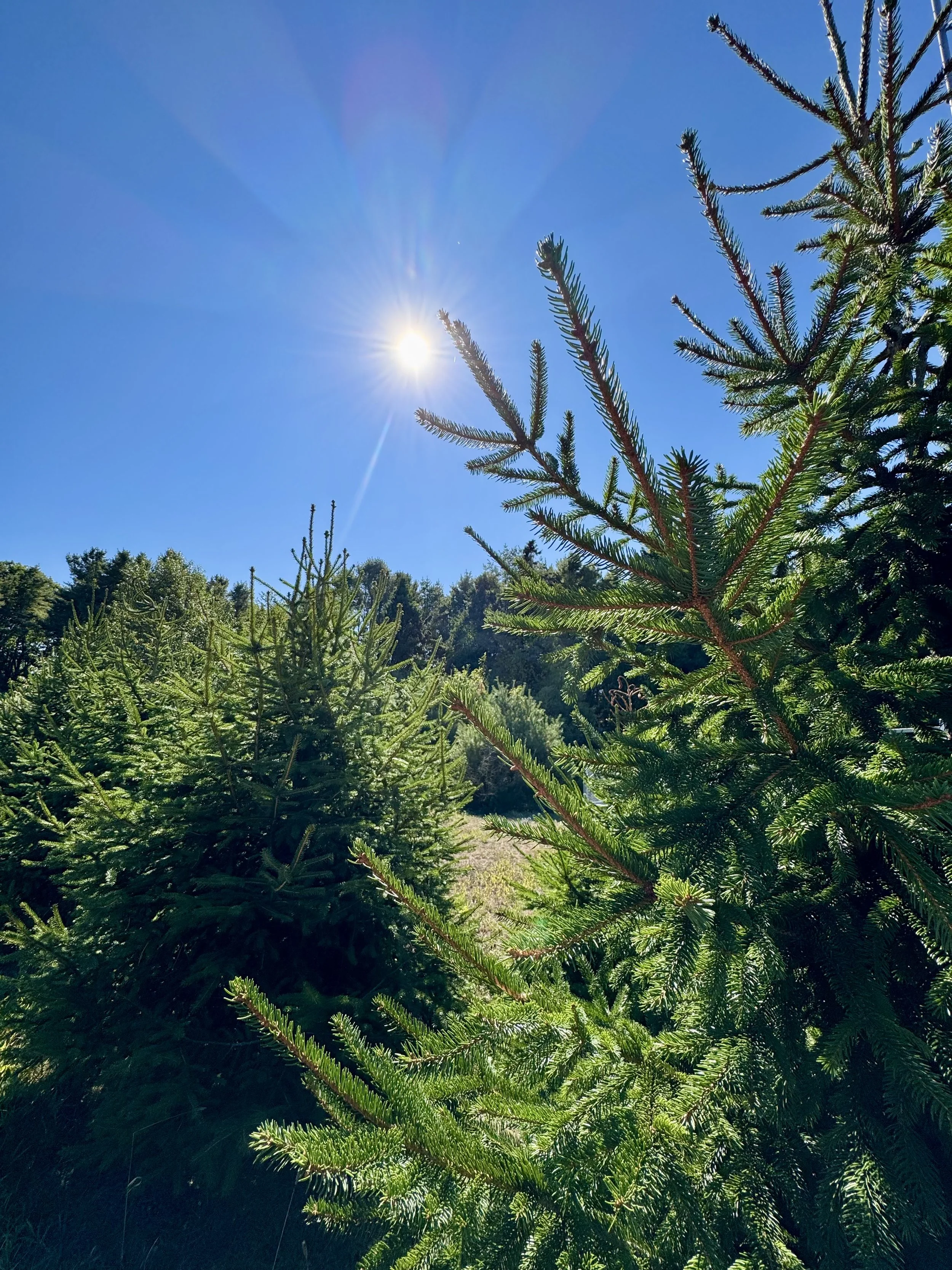 evergreen-trees-at-mitchell-field-maine.jpeg