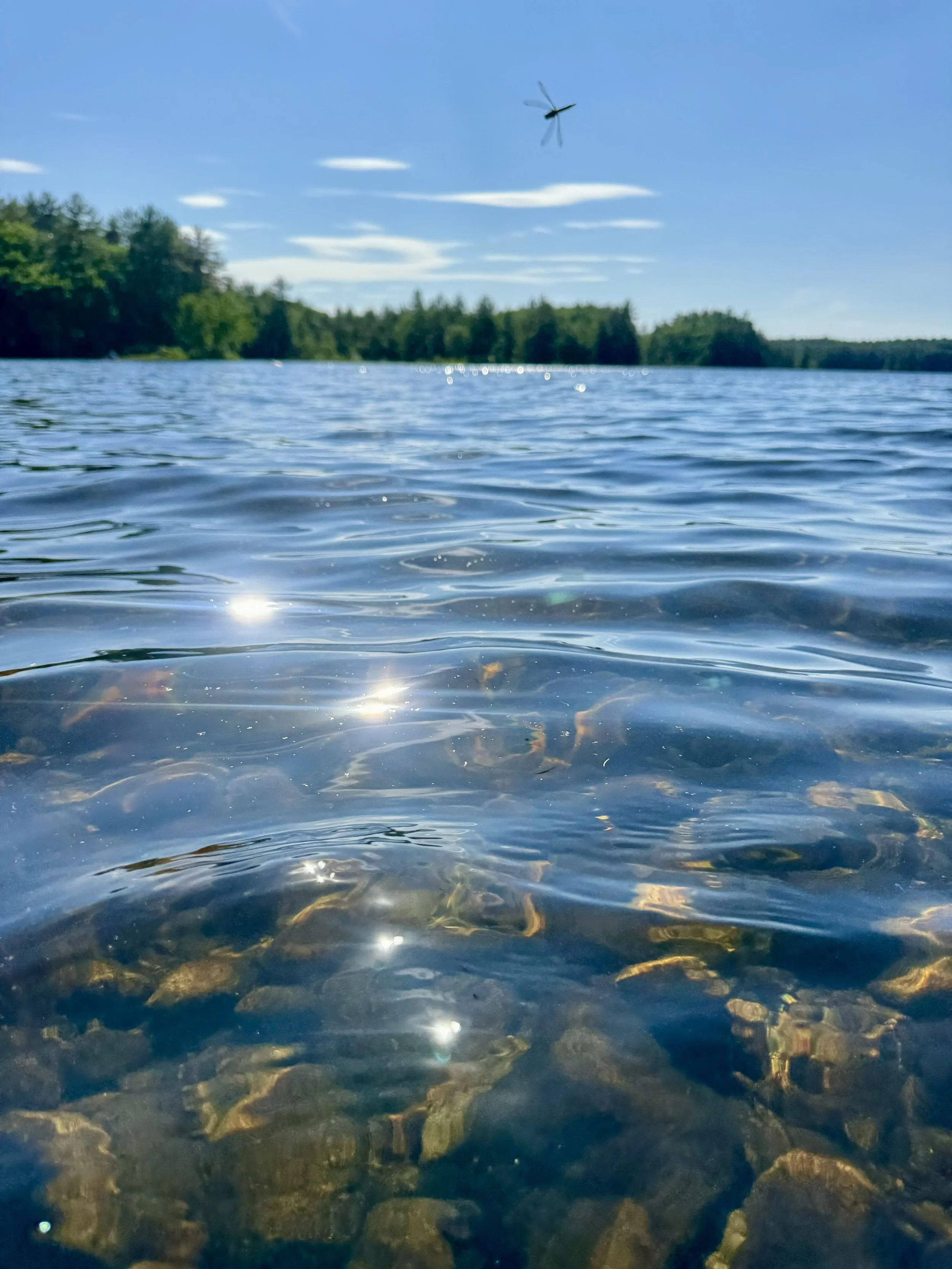 range-pond-state-park-water-and-dragonfly.jpeg