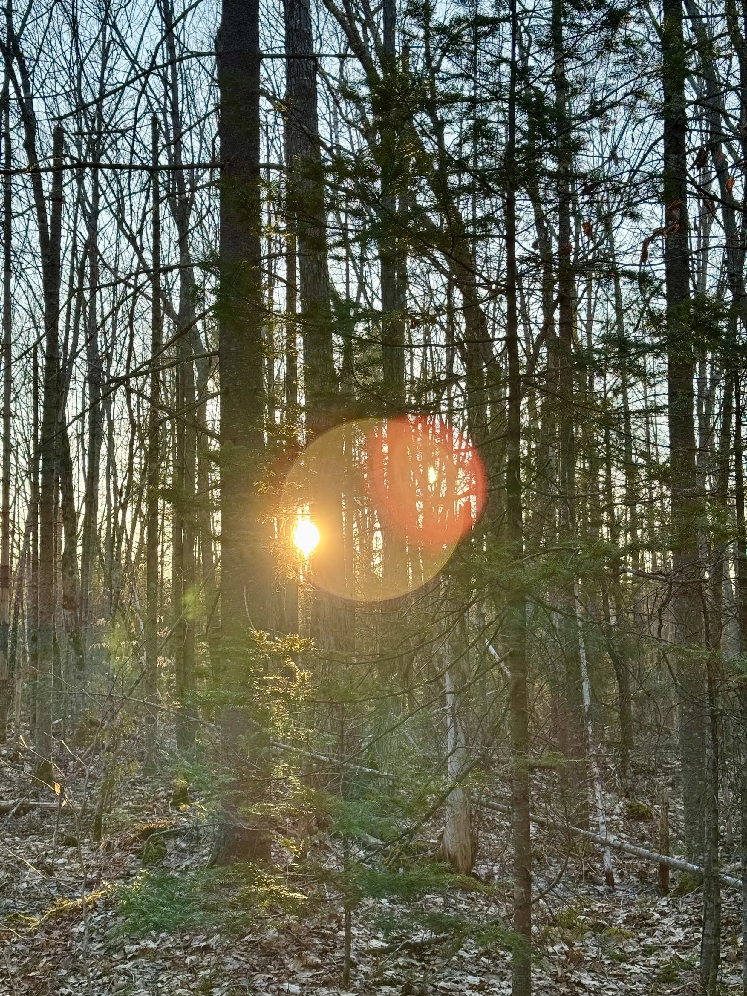 lens-flare-through-maine-trees-pink-and-orange.jpeg