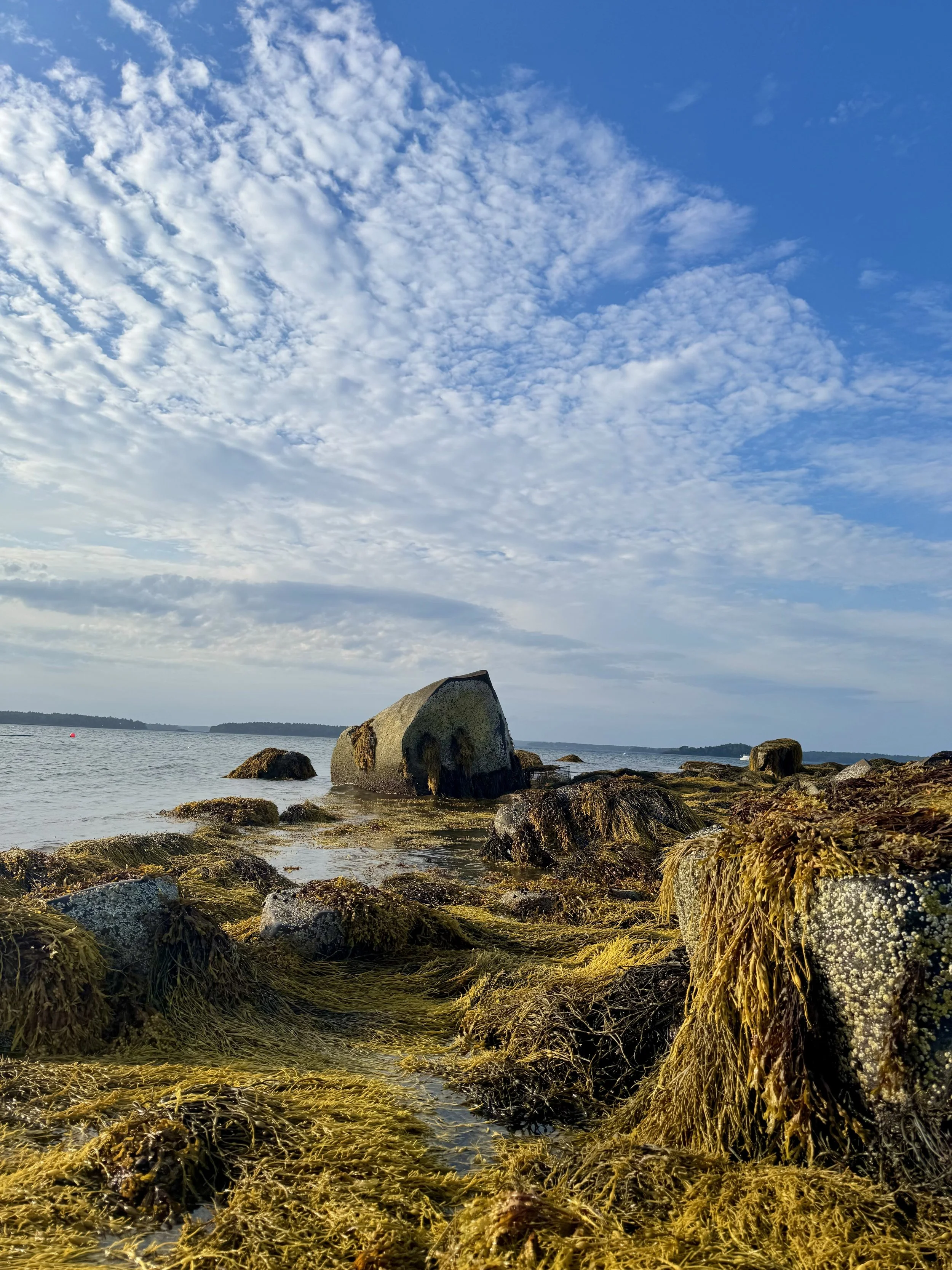 rock-and-seaweed-at-harpswell-beach-mitchell-field.jpeg