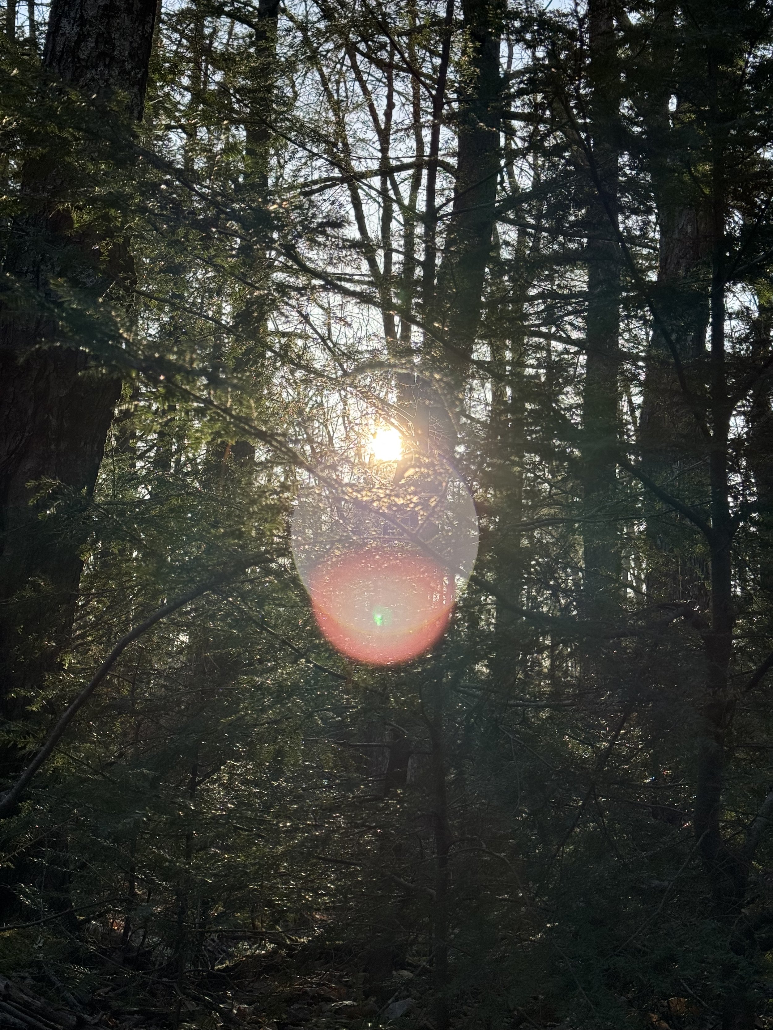 lens-flare-through-maine-trees-purple-and-orange.jpeg