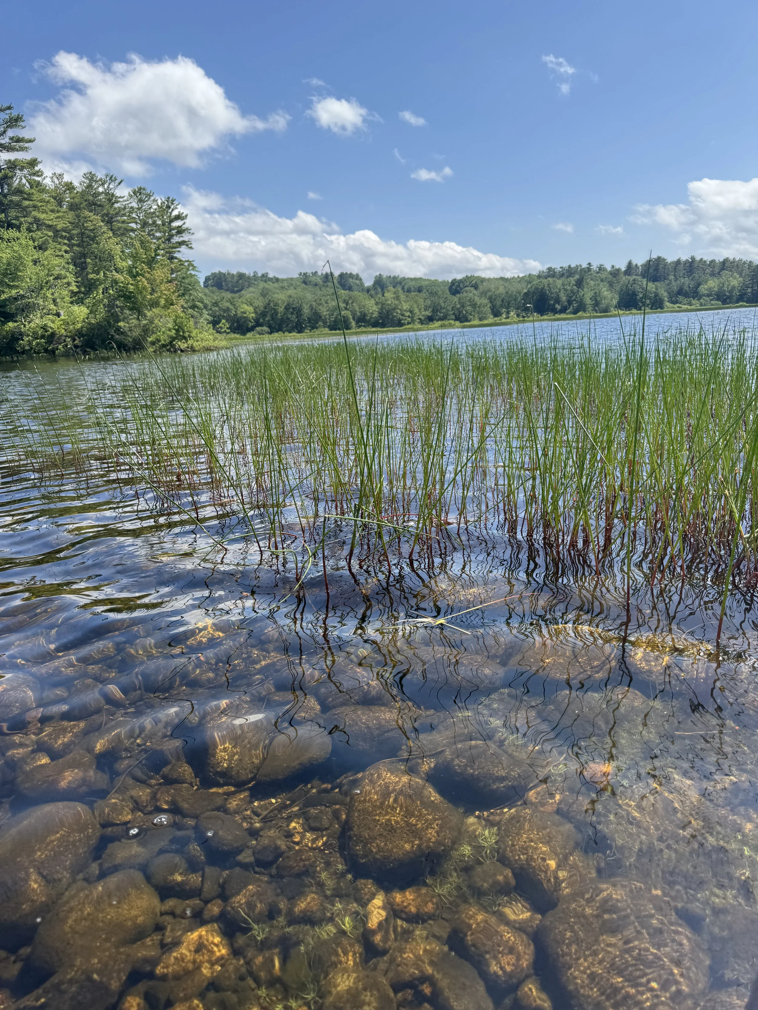 range-pond-state-park-view-from-on-the-water-reeds.jpeg