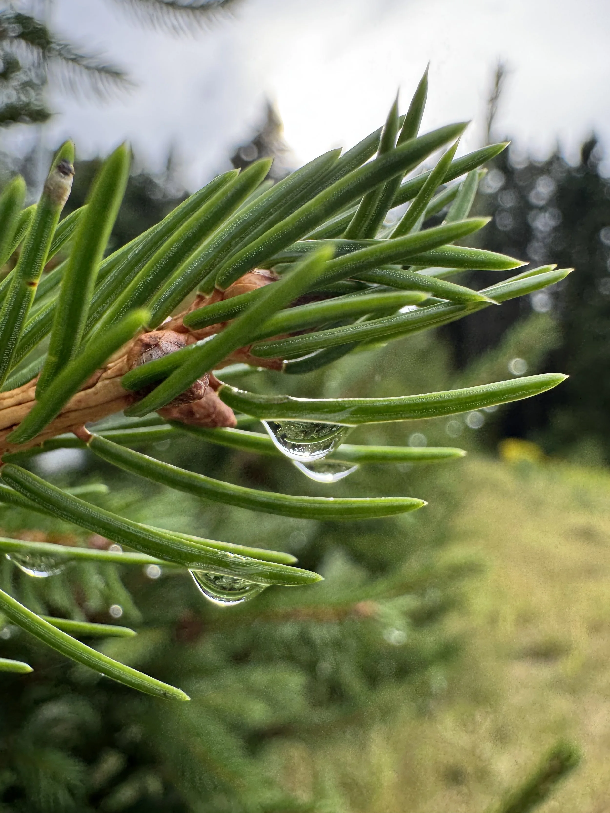 raindrop-on-an-evergreen-tree-maine.jpeg